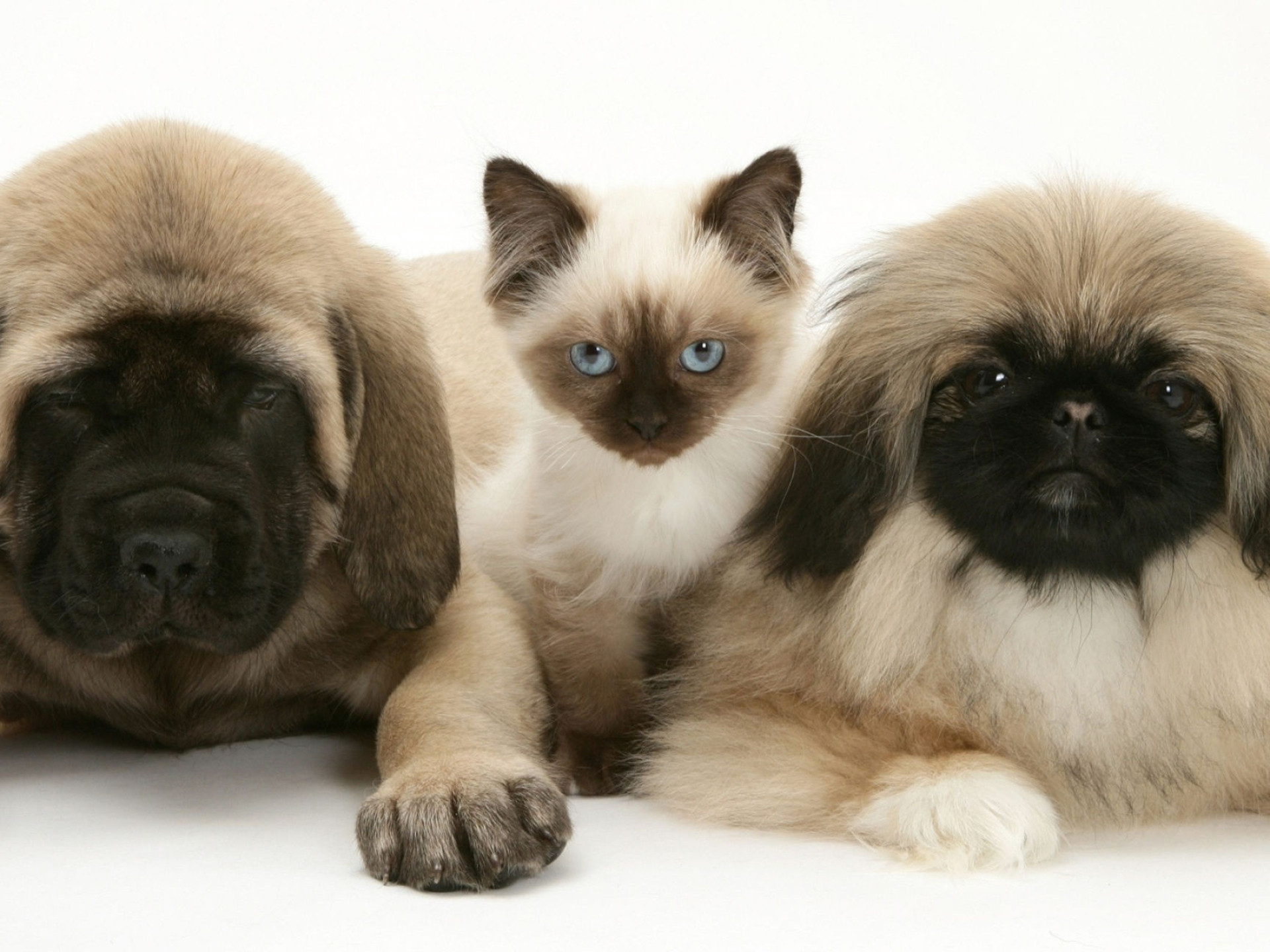 Pekingese and english mastiff puppies, Birman Wallpaper, 1920x1440 HD Desktop