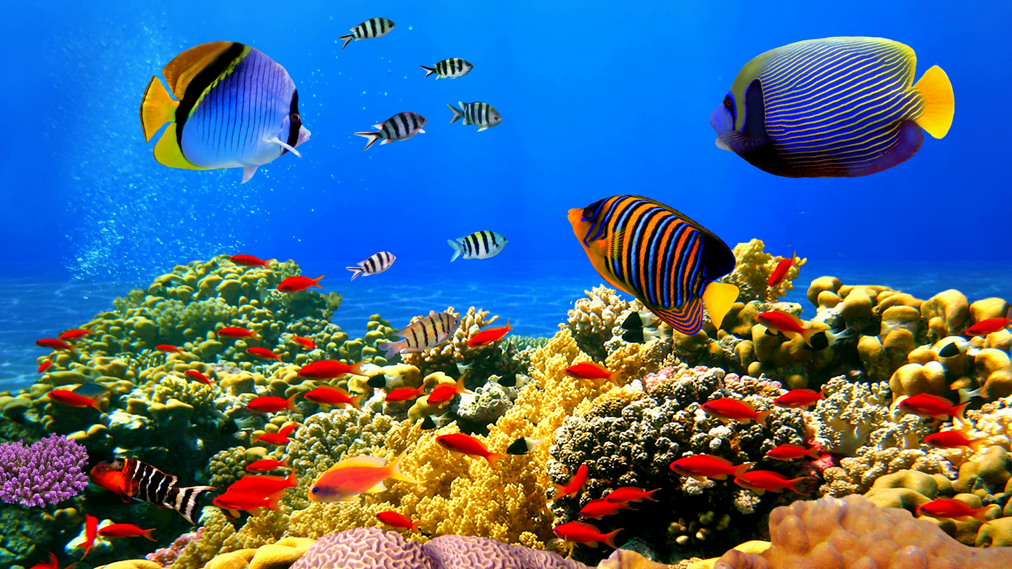 Coral reefs wallpapers, Posted by Sarah Simpson, 3840x2160 4K Desktop