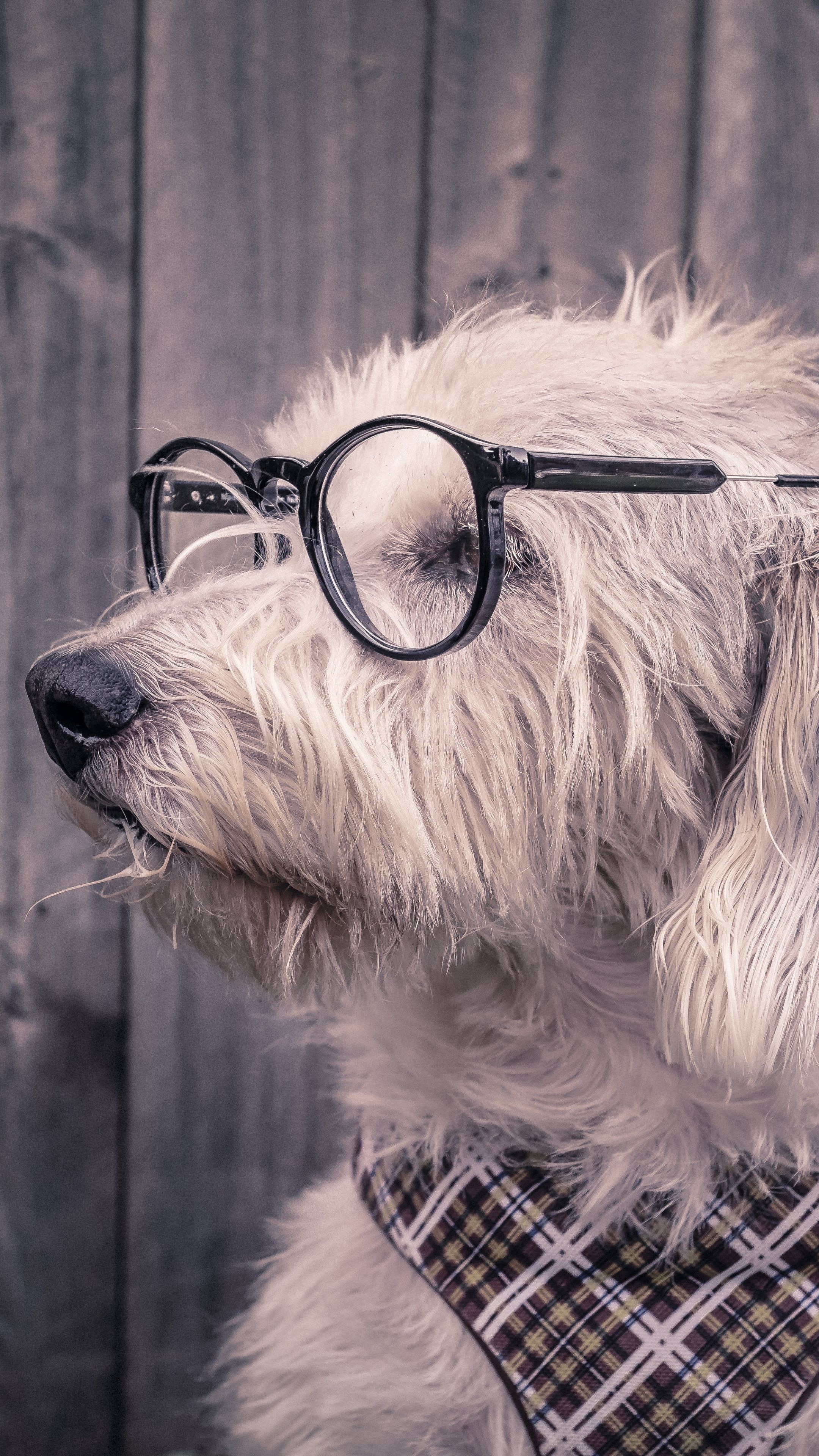 Fluffy dog wearing round eyeglasses, Plaid patterned dog bandana, Weathered wooden plank backdrop, 4K Phone wallpaper
