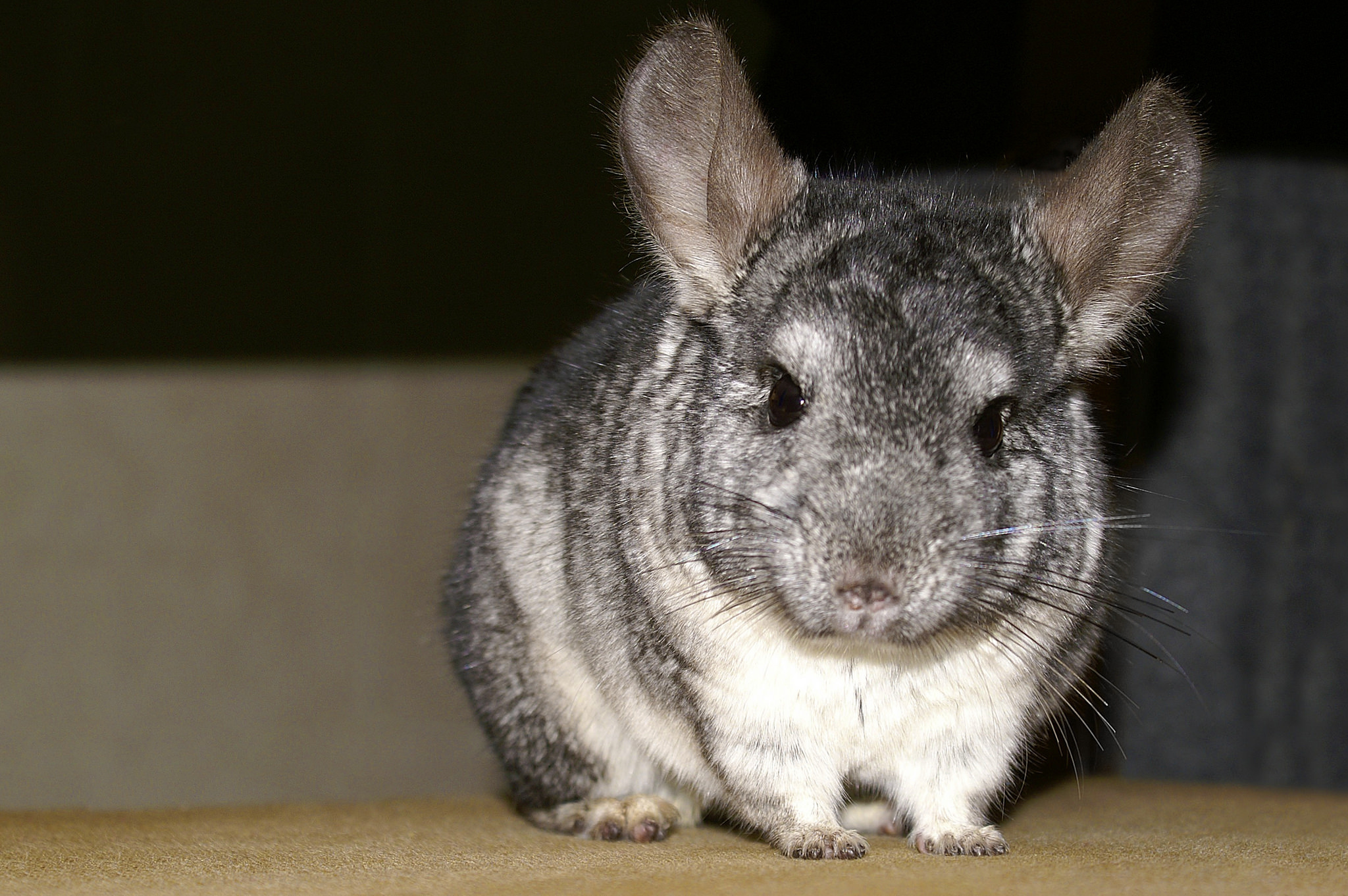 Chinchilla origin, Pet care guide, Rodent behavior, Cute and fluffy, 2050x1370 HD Desktop