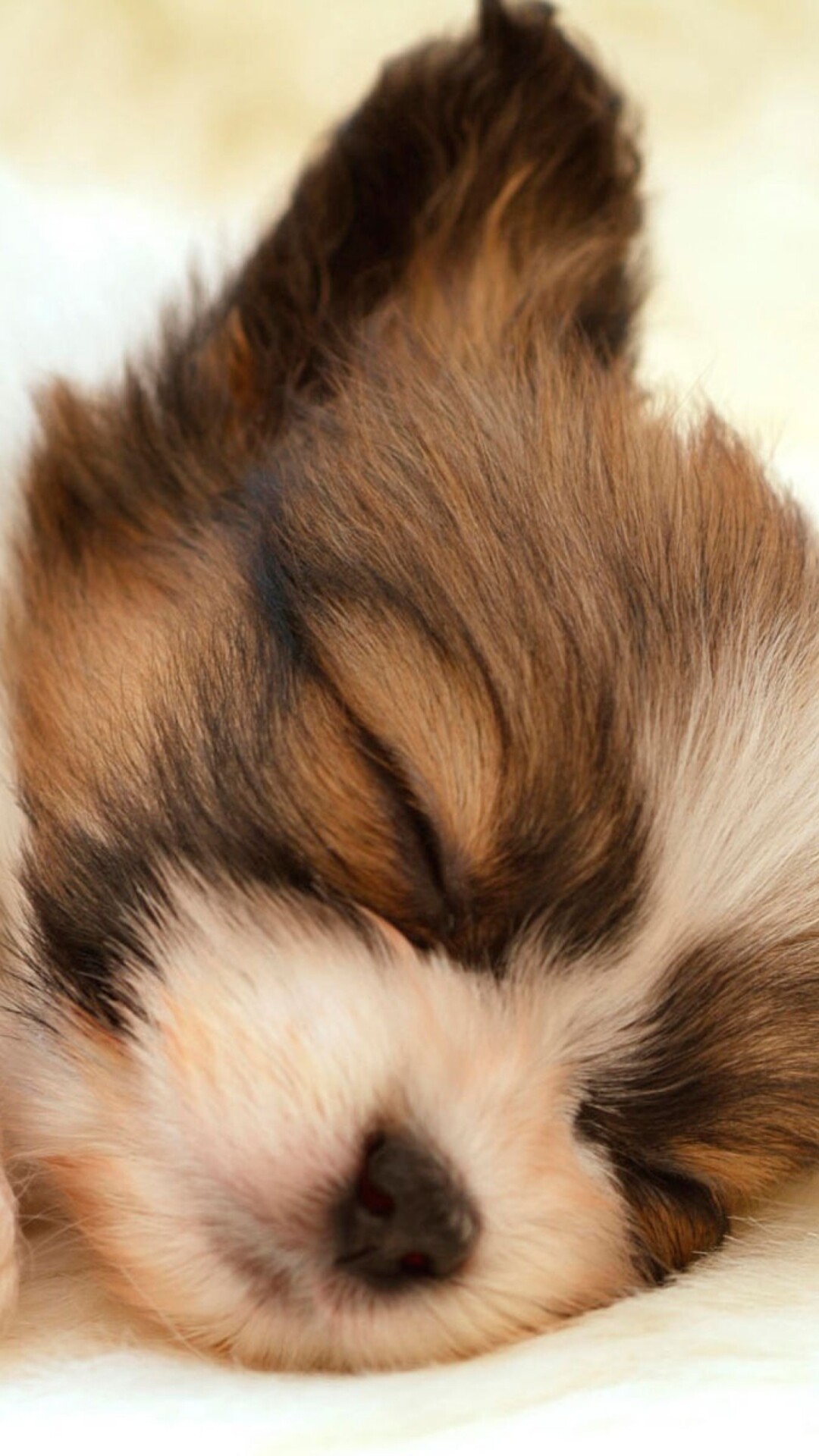 Sleeping puppy, Cute animal, Lumia 1520 wallpaper, Cute puppy, 1080x1920 Full HD Phone