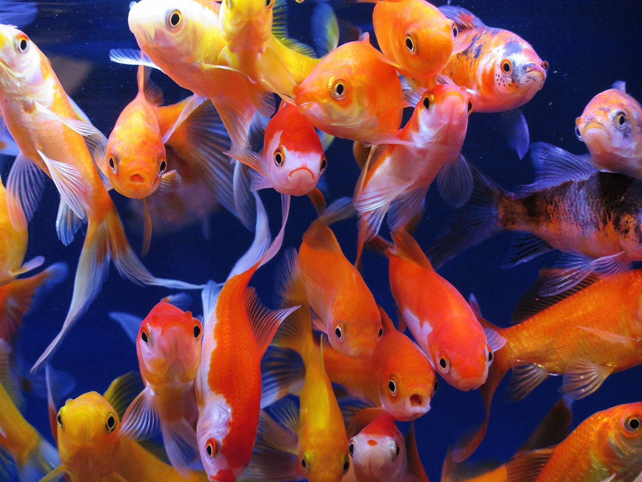 Goldfish, Multitude of fish, Aquatic diversity, Beautiful underwater scenery, 2050x1540 HD Desktop