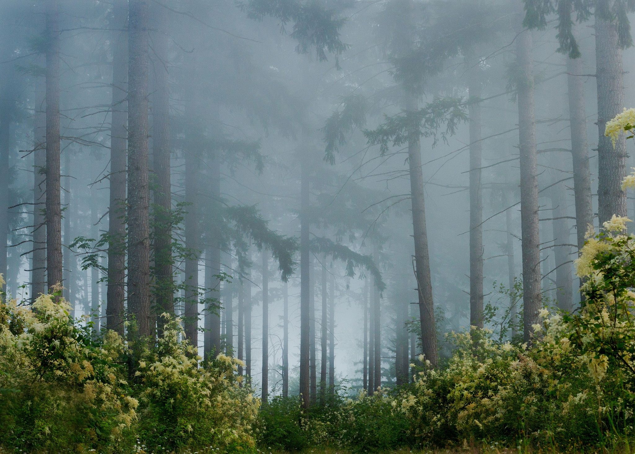 foggy pine forest, tall coniferous tree trunks, blooming woodland shrubs, HD Desktop wallpaper