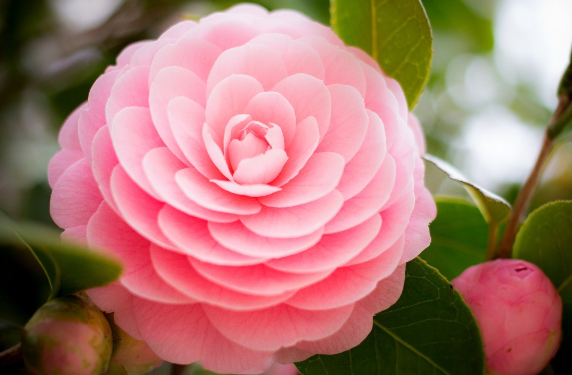 Flower and buds, Camellia Wallpaper, 2000x1320 HD Desktop