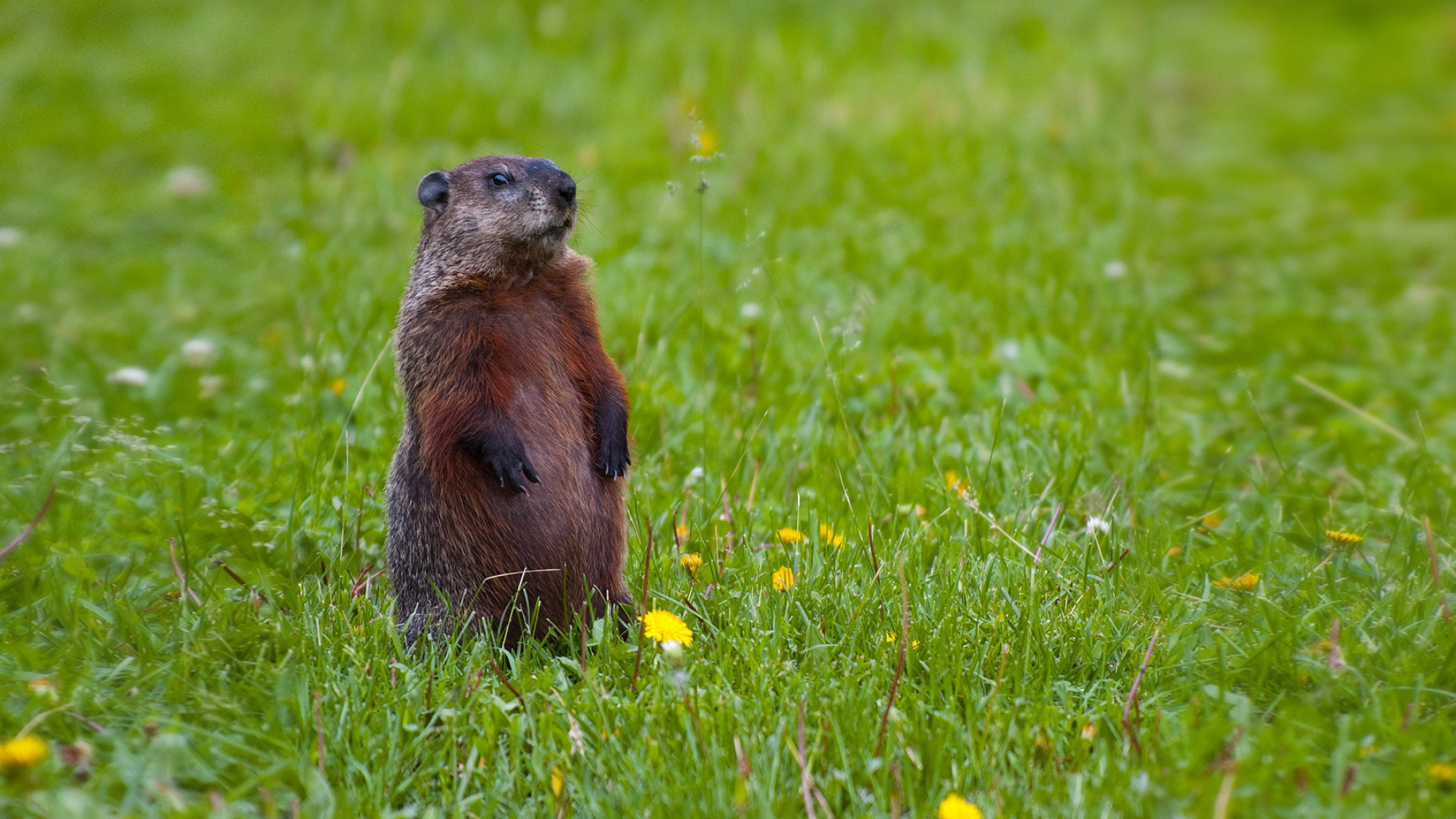 Groundhog, Pics photos, High quality, 1920x1080 Full HD Desktop