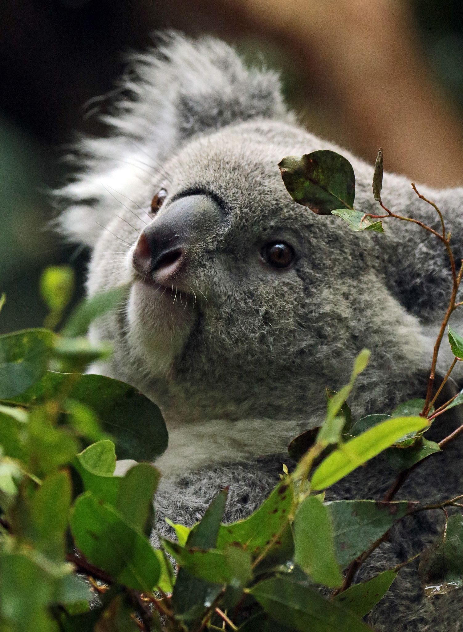 Koala in Duisburg, Koalas Wallpaper, 1510x2050 HD Phone