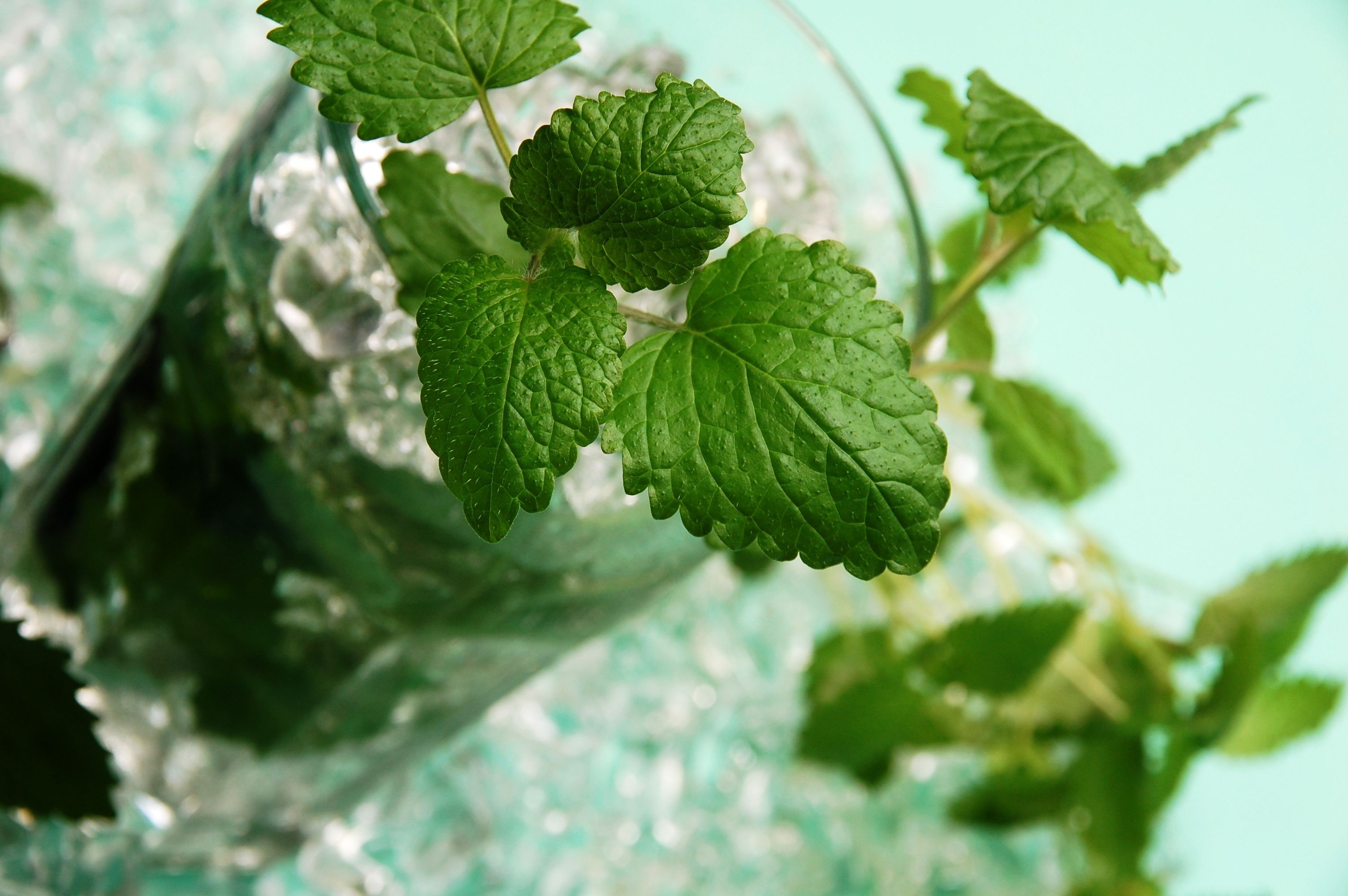 Refreshing wallpapers, Nature-inspired backgrounds, Lemon Balm beauty, Relaxing visuals, 3010x2000 HD Desktop