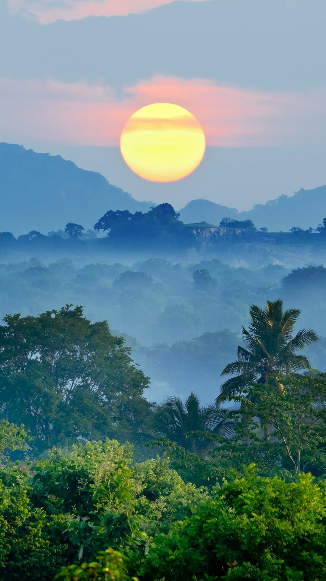 Sunset, Jungles Wallpaper, 1080x1920 Full HD Phone