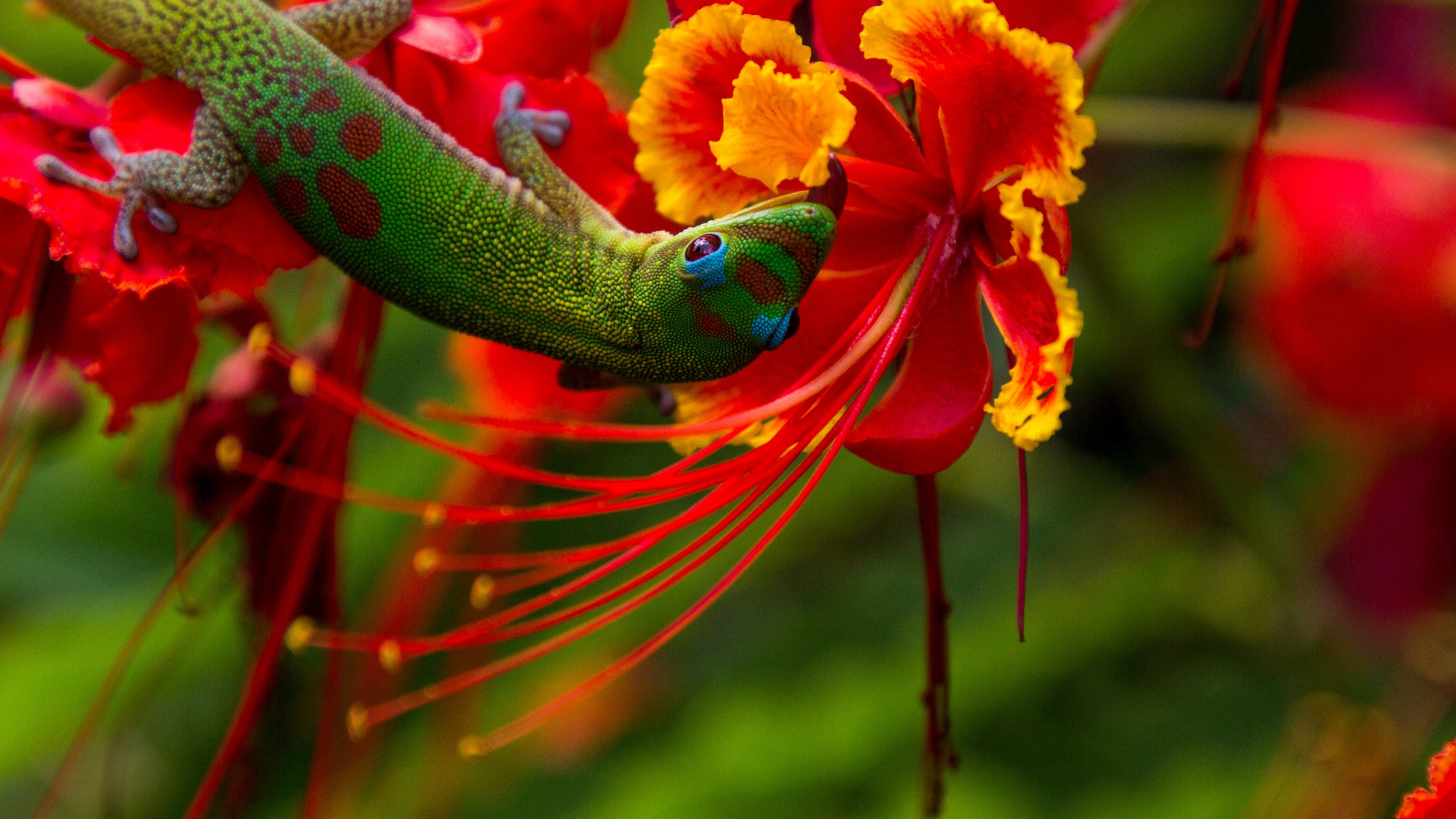 Peacock flower, Hawaiian Flower Wallpaper, 3840x2160 4K Desktop