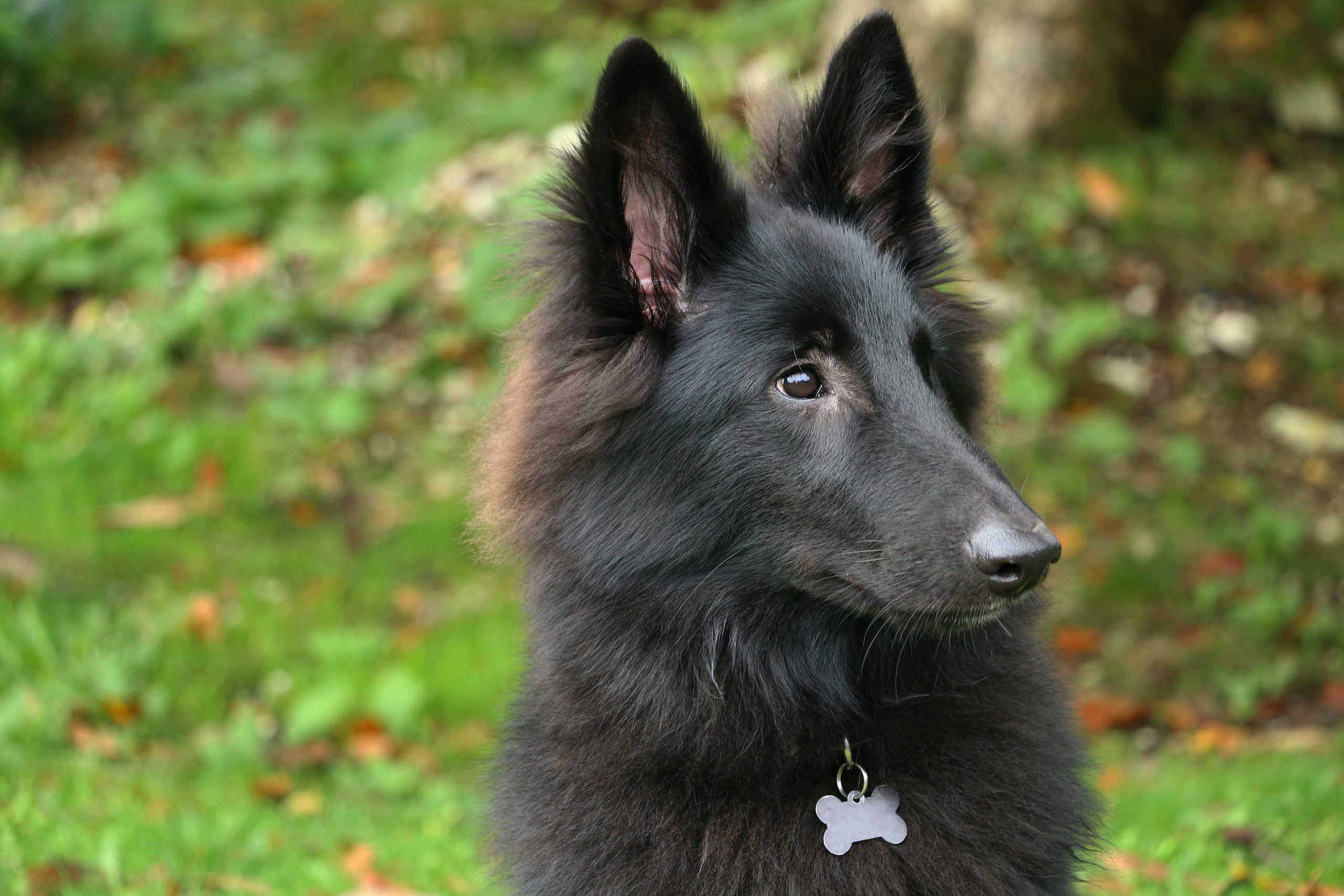 Belgian Tervuren, Herding dog, Family pet, Goldens club, 2560x1710 HD Desktop