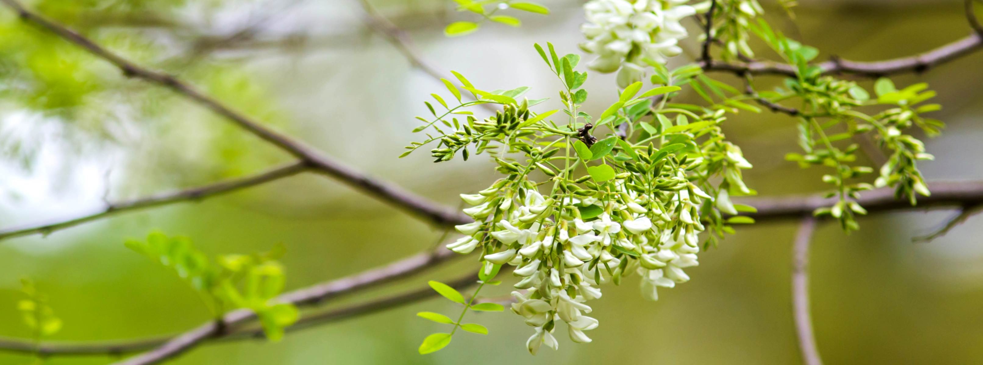 Black locust tree, False acacia pruning, Tree care, Tree beauty, 3230x1200 Dual Screen Desktop