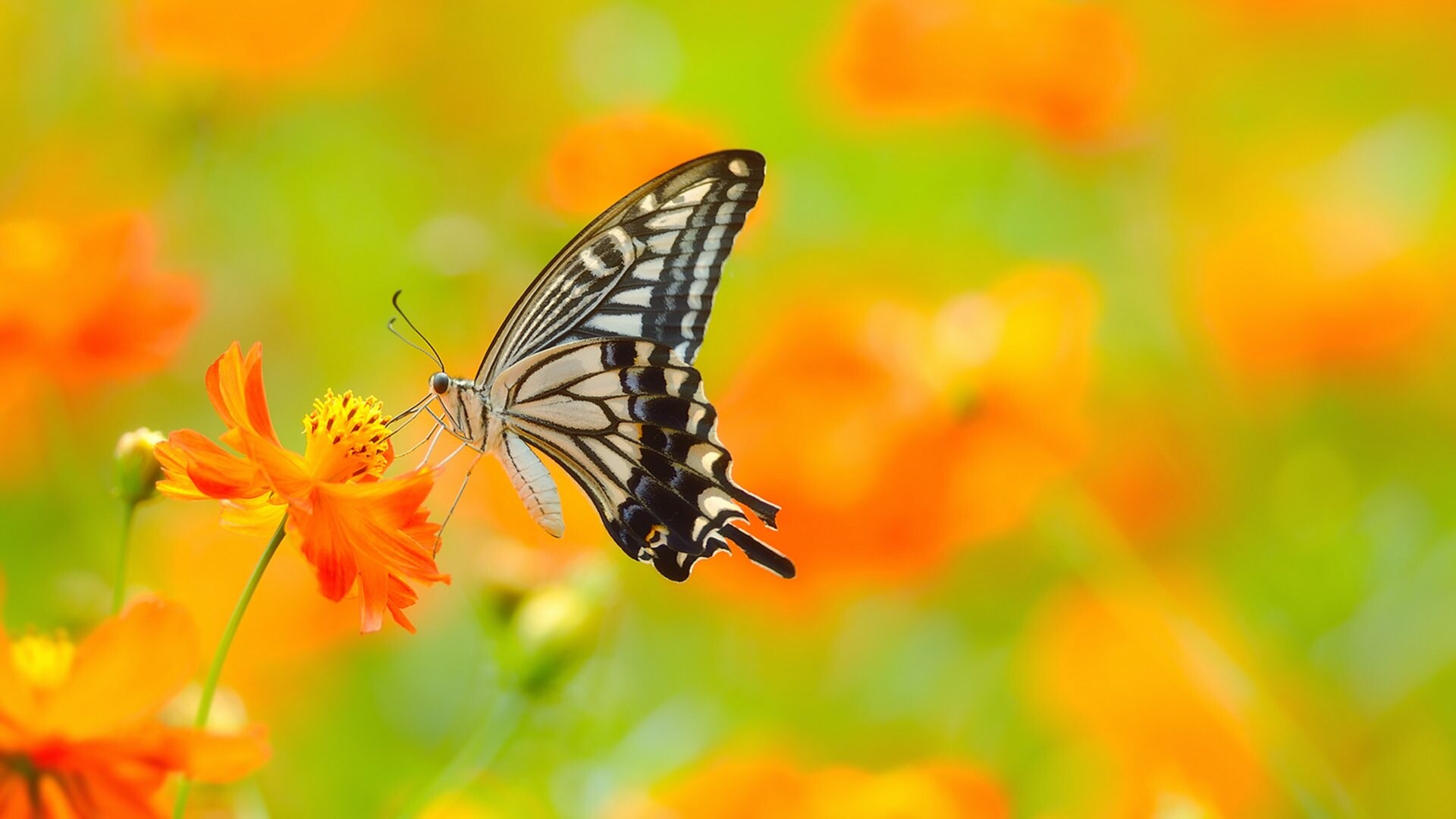 Asian swallowtail, Butterflies Wallpaper, 1920x1080 Full HD Desktop