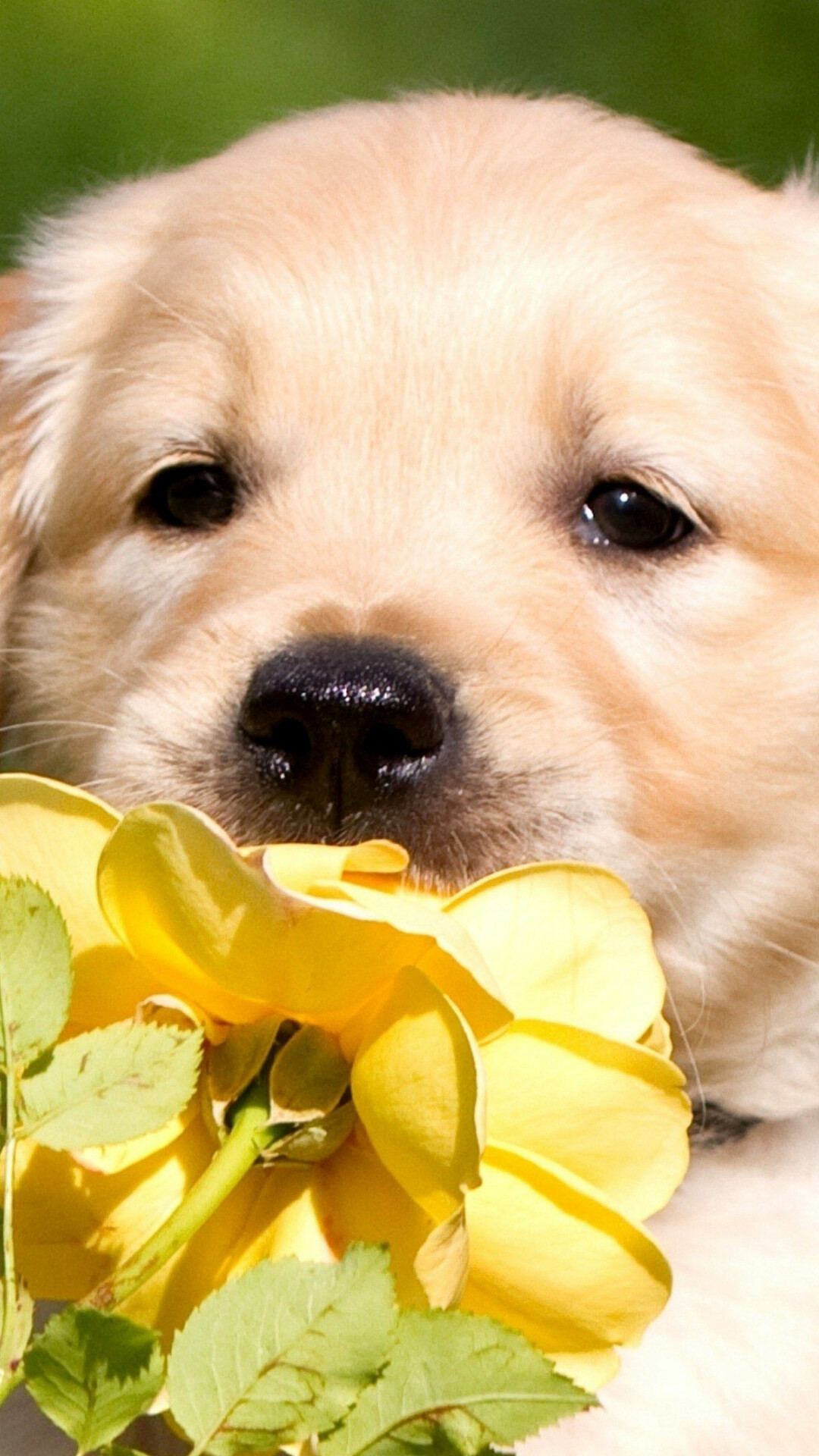 Labrador Retriever, Picture perfect pose, Mesmerizing eyes, Delightful expression, 1080x1920 Full HD Phone