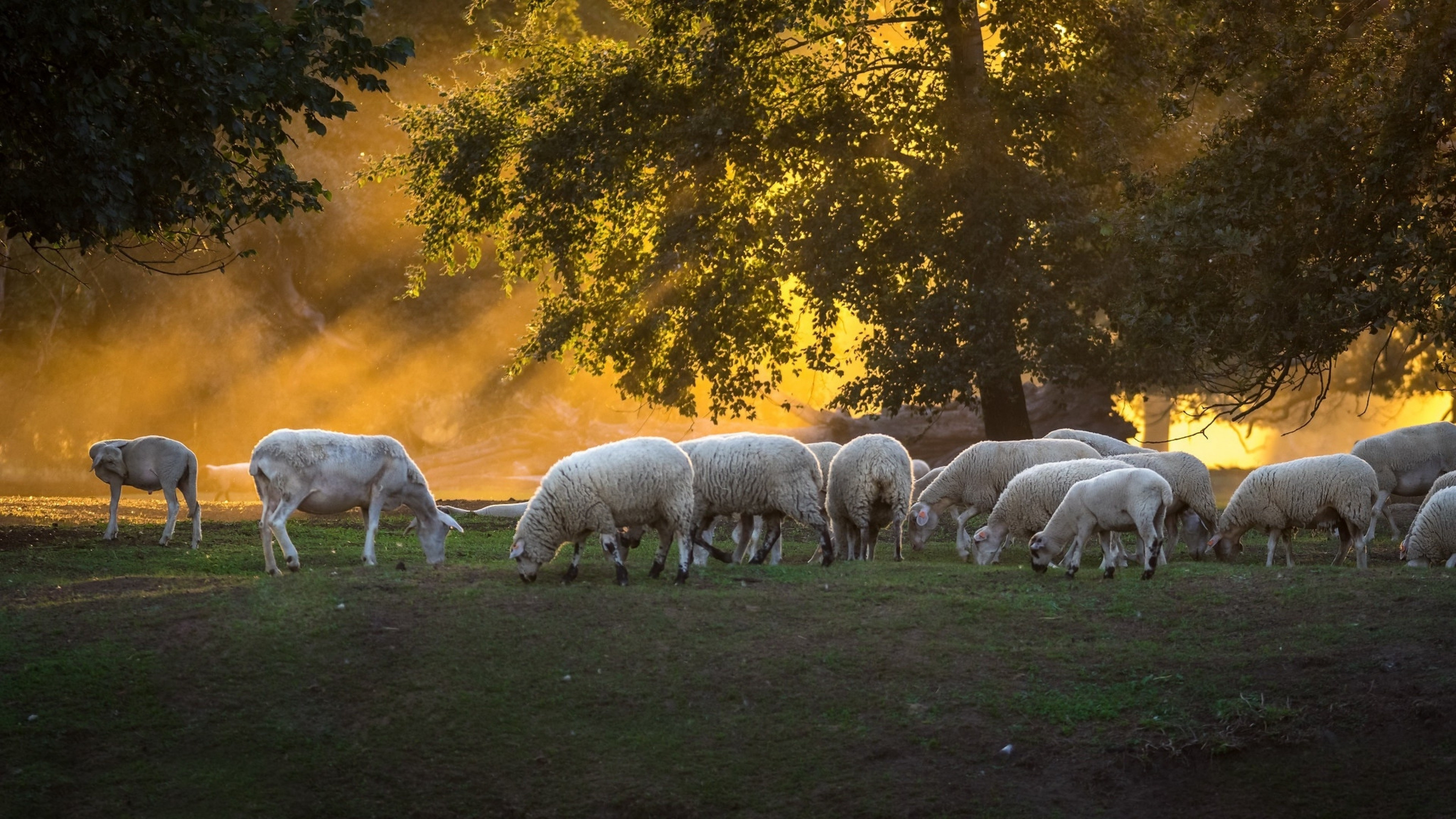 Sheep grazing in the farm, Lush greenery, Calm and serene, Picturesque backdrop, 3840x2160 4K Desktop