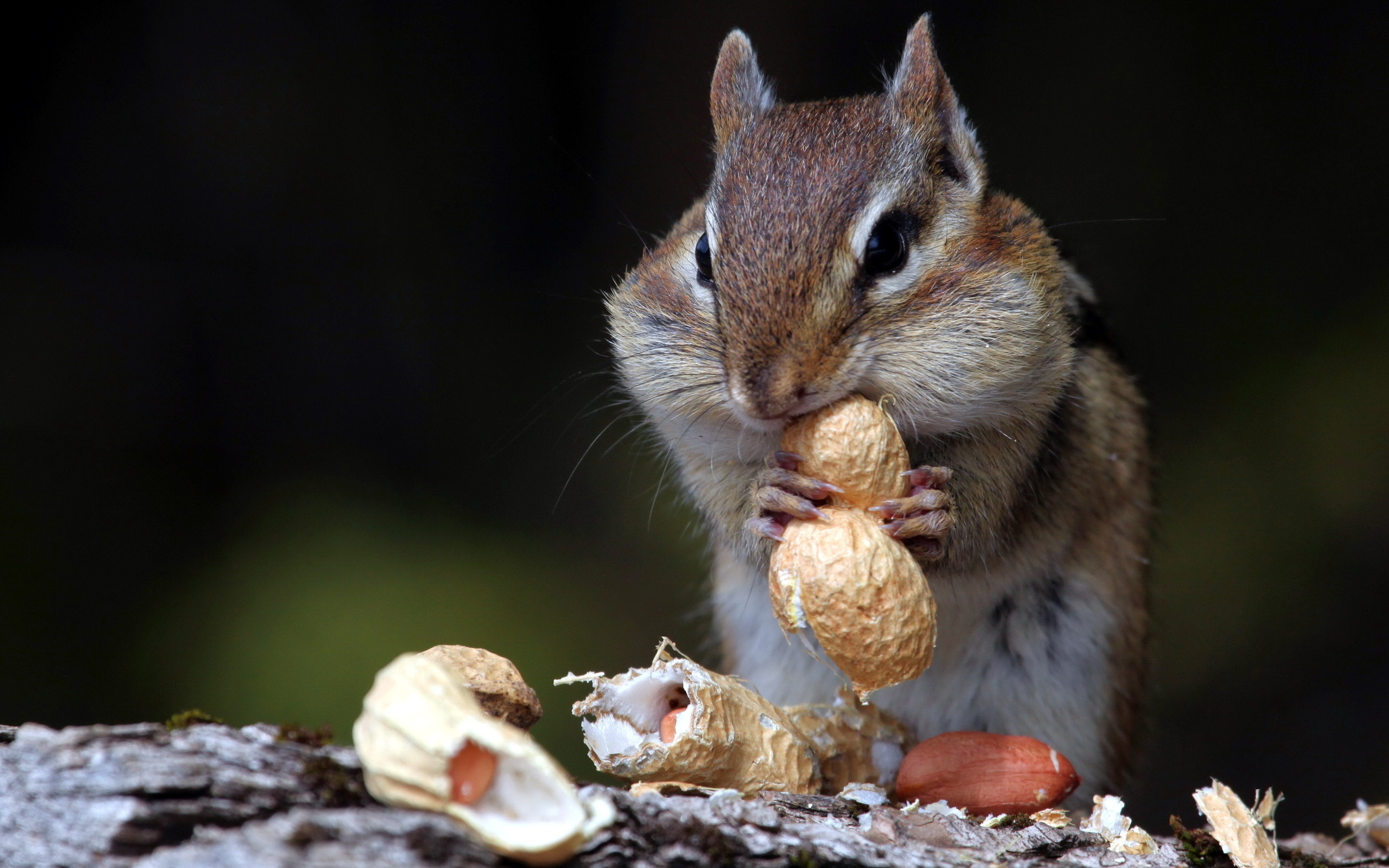 Chipmunk, Animals, Wallpaper, 51728, 2560x1600 HD Desktop