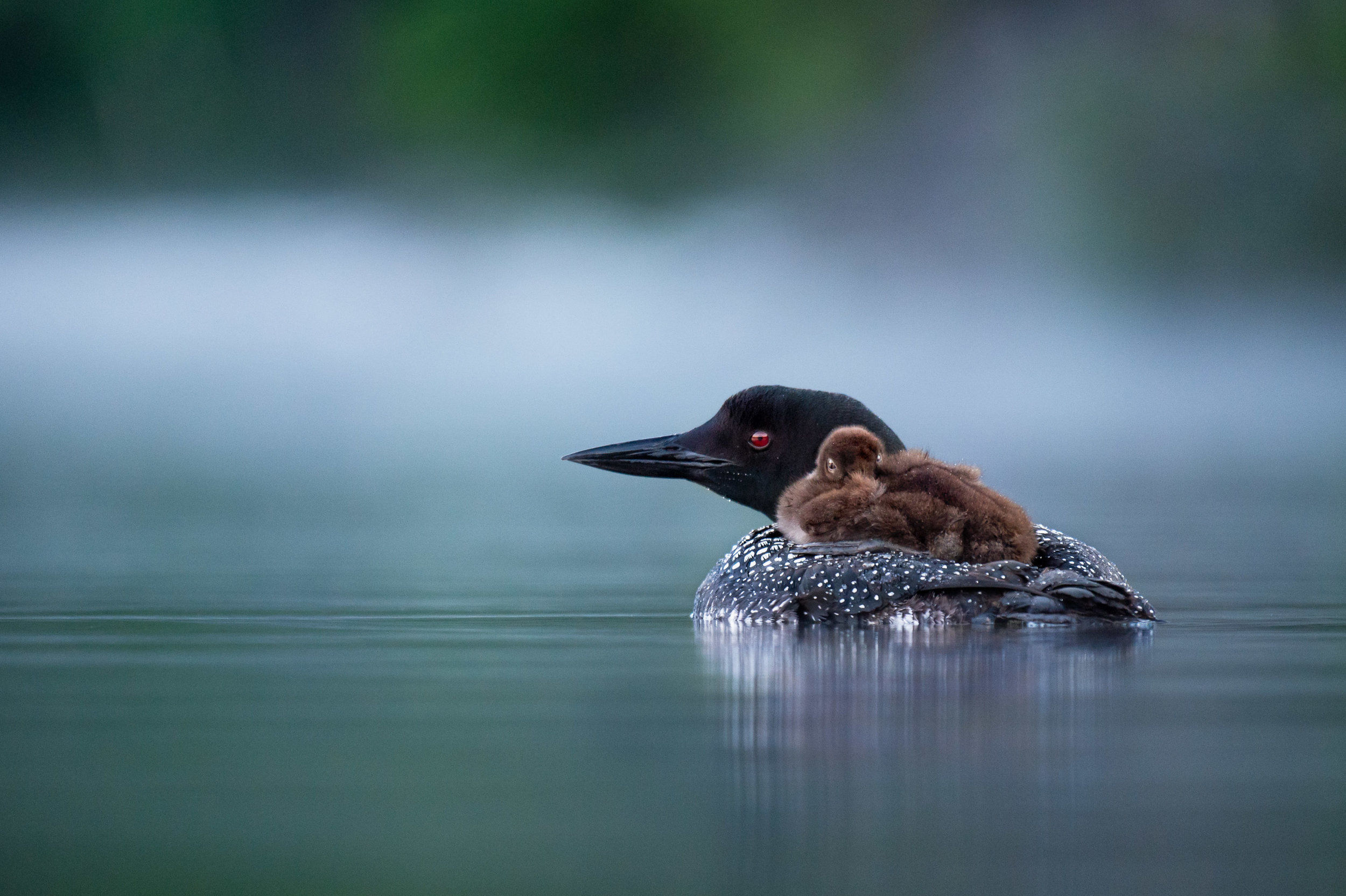 Common loons, New Hampshire trip, Ray Hennessy, Wildlife, 2500x1670 HD Desktop