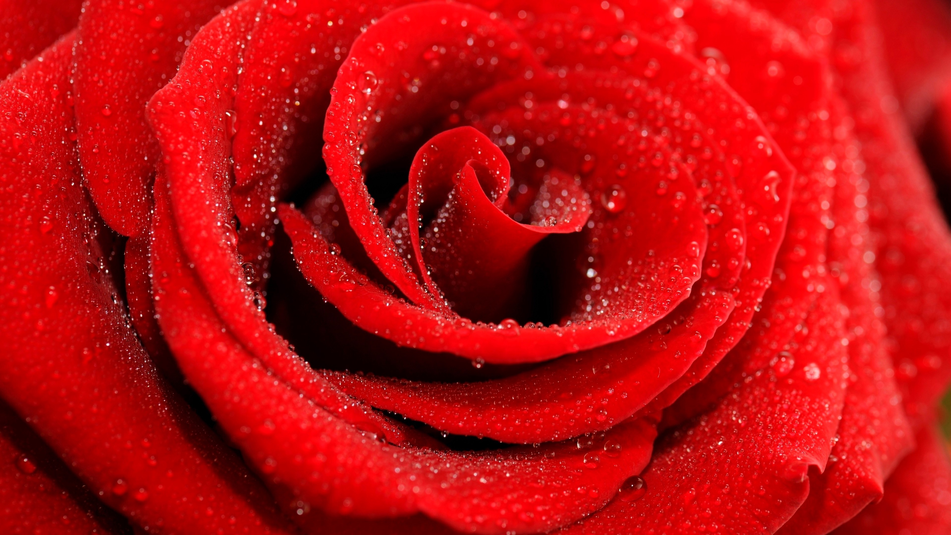 red rose bloom, dew drops on petals, macro flower petals, 4K Desktop wallpaper