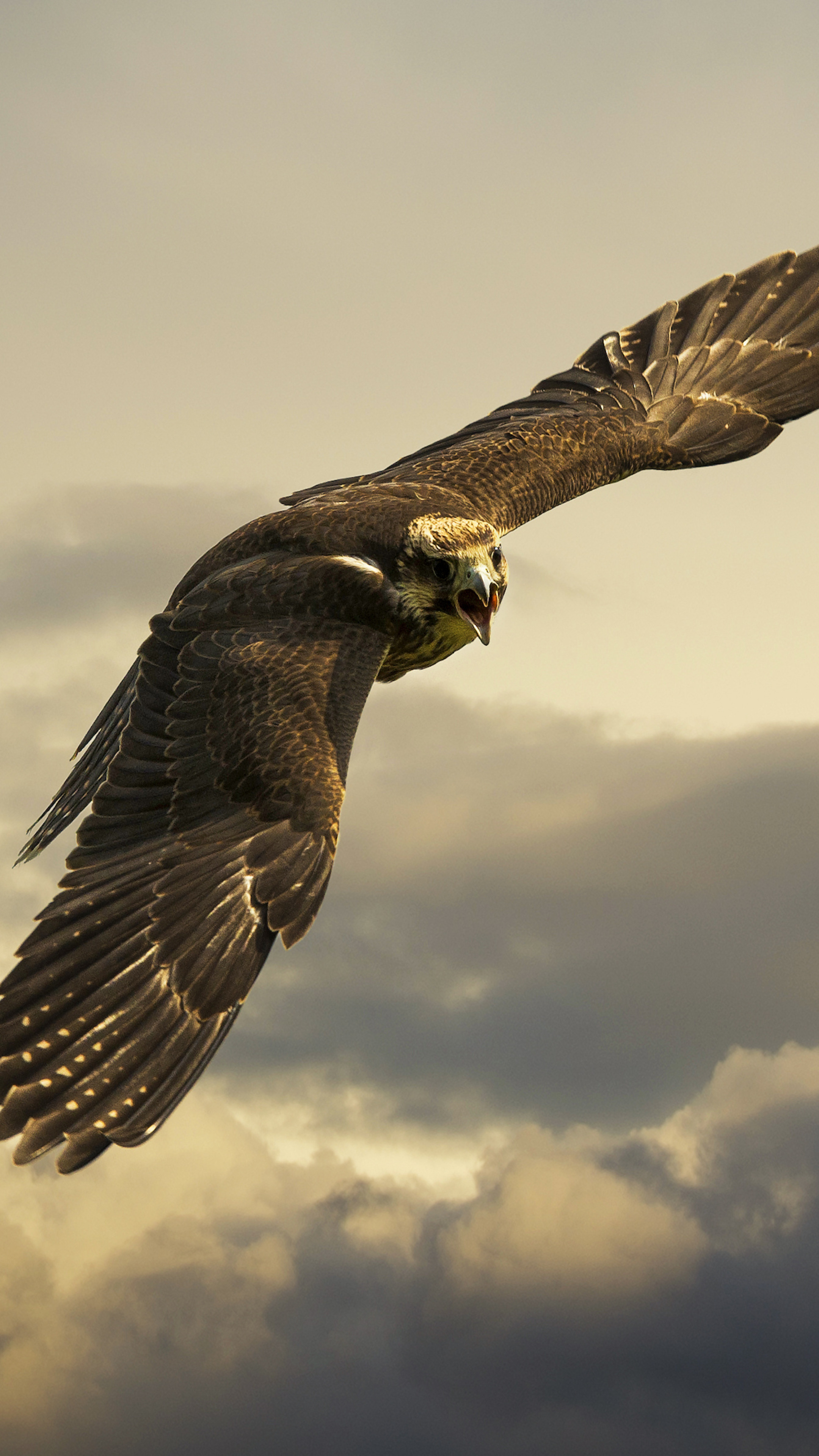 Angry hawk, Sony Xperia wallpaper, Premium HD images, 2160x3840 4K Phone