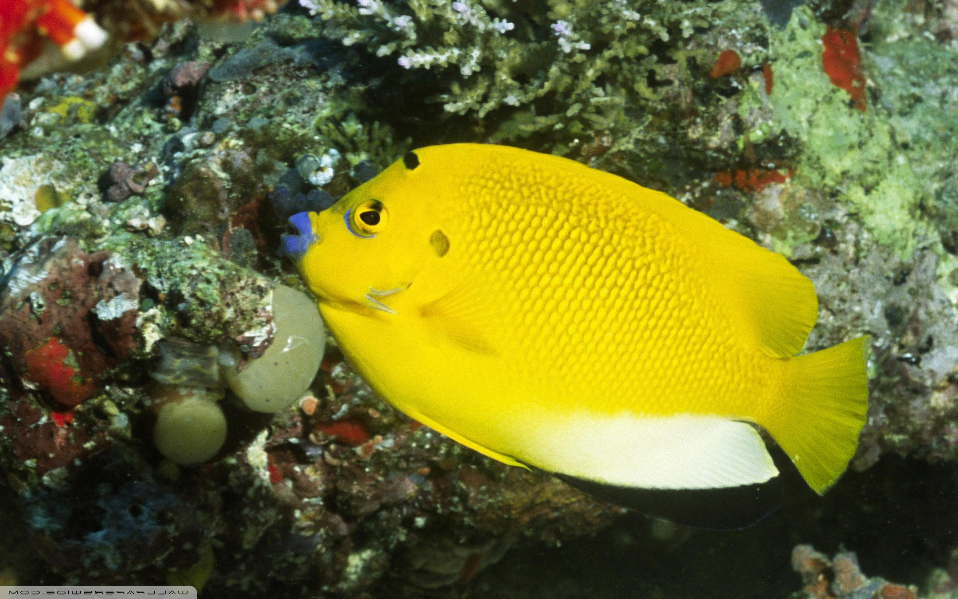 Angelfish, Wallpapers, Sarah Simpson, Animals, 1920x1200 HD Desktop