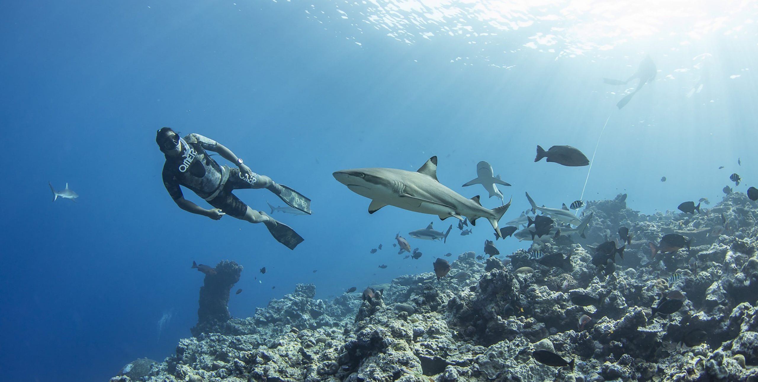 Sharks, Freediving Wallpaper, 2560x1300 HD Desktop