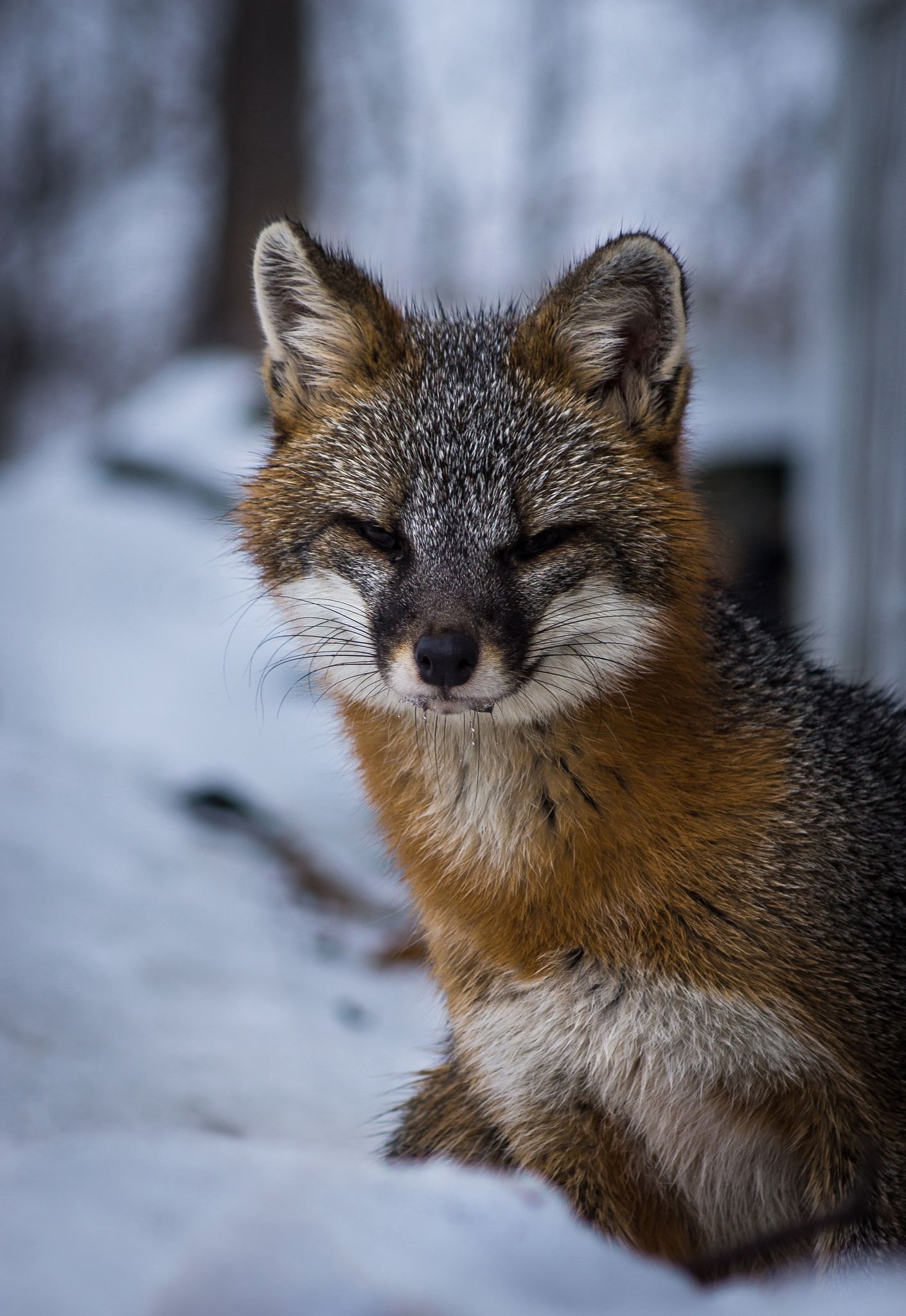 Gray Fox, Snow-covered environment, Fox species in winter, Arctic wilderness inhabitant, 1410x2050 HD Phone
