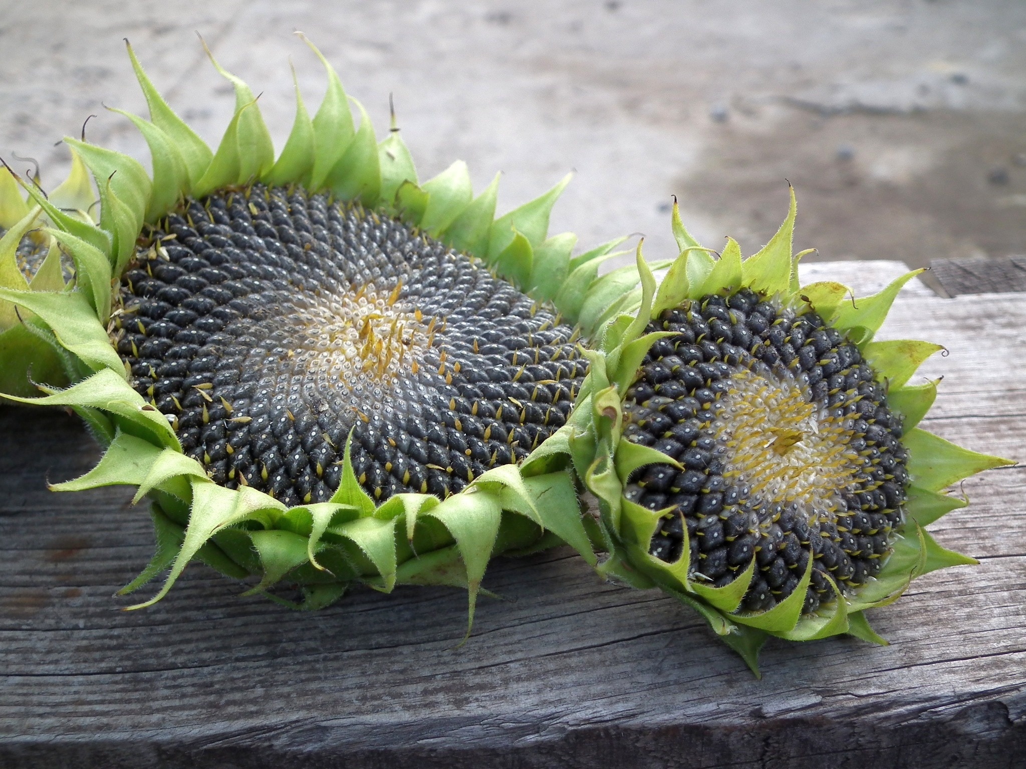 Sunflower seeds image, Peakpx free stock photo, Versatile ingredient, Culinary possibilities, 2050x1540 HD Desktop