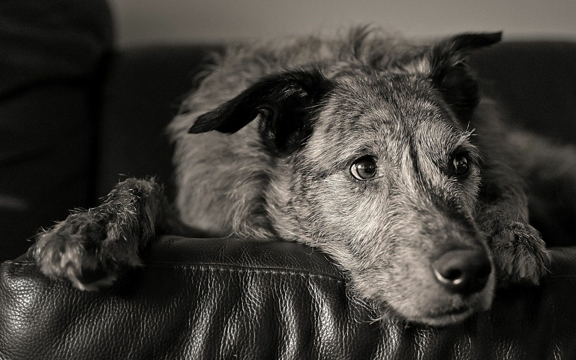 Village dog charm, Juicy wallpapers, Large breed excellence, Short-haired cuteness, 1920x1200 HD Desktop