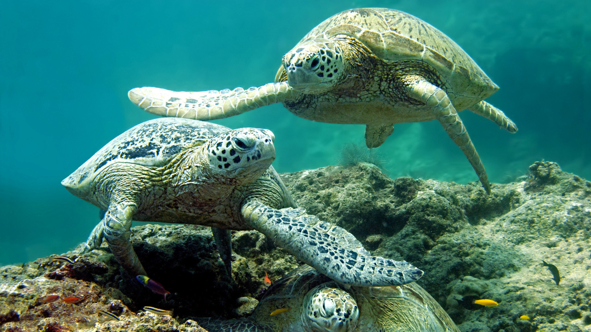 Turtle, Underwater scenes, Graceful swimming, Oceanic beauty, 1920x1080 Full HD Desktop