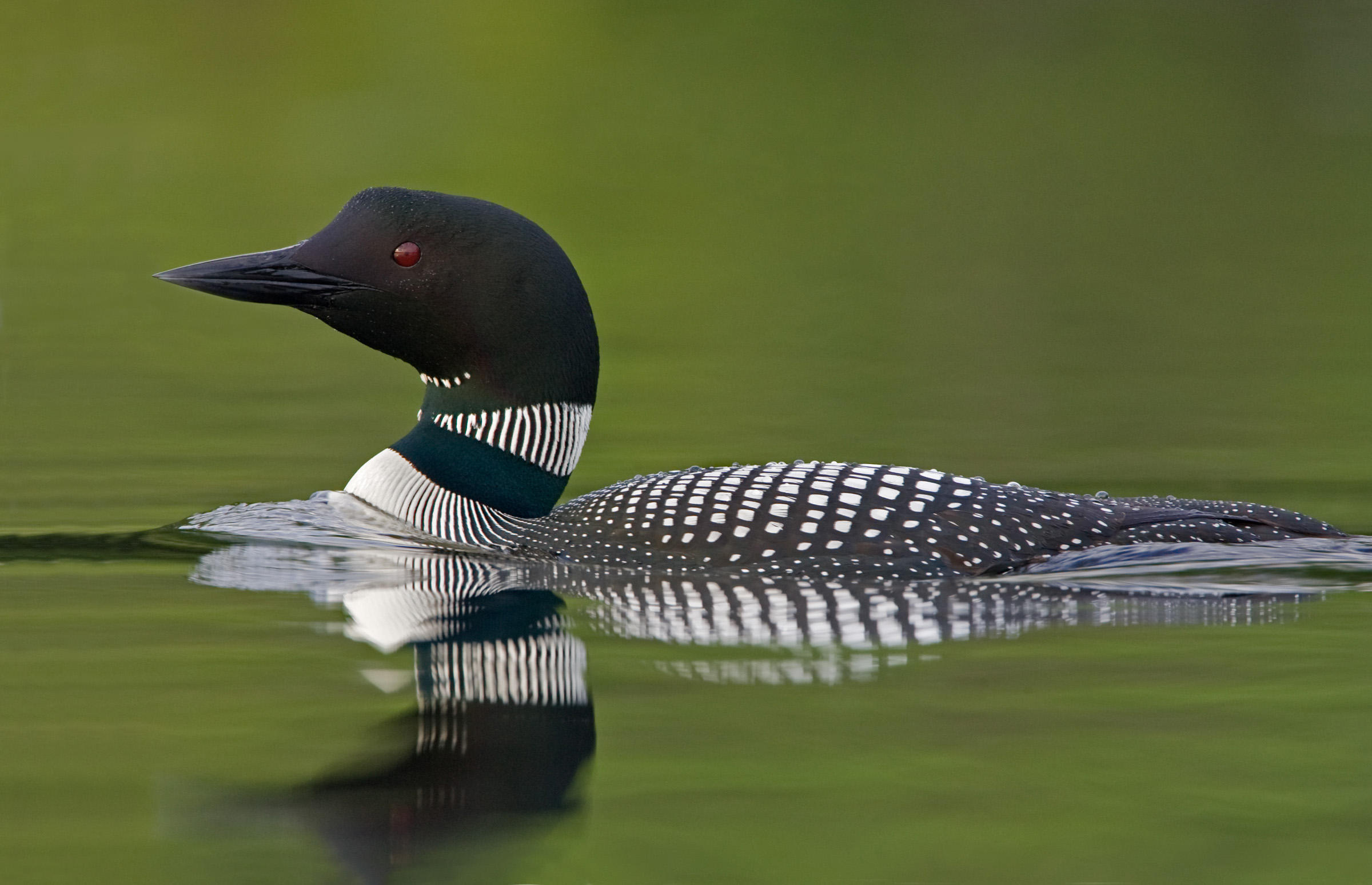 Loon bird, Common loon, Free photo, Animal, 2400x1550 HD Desktop