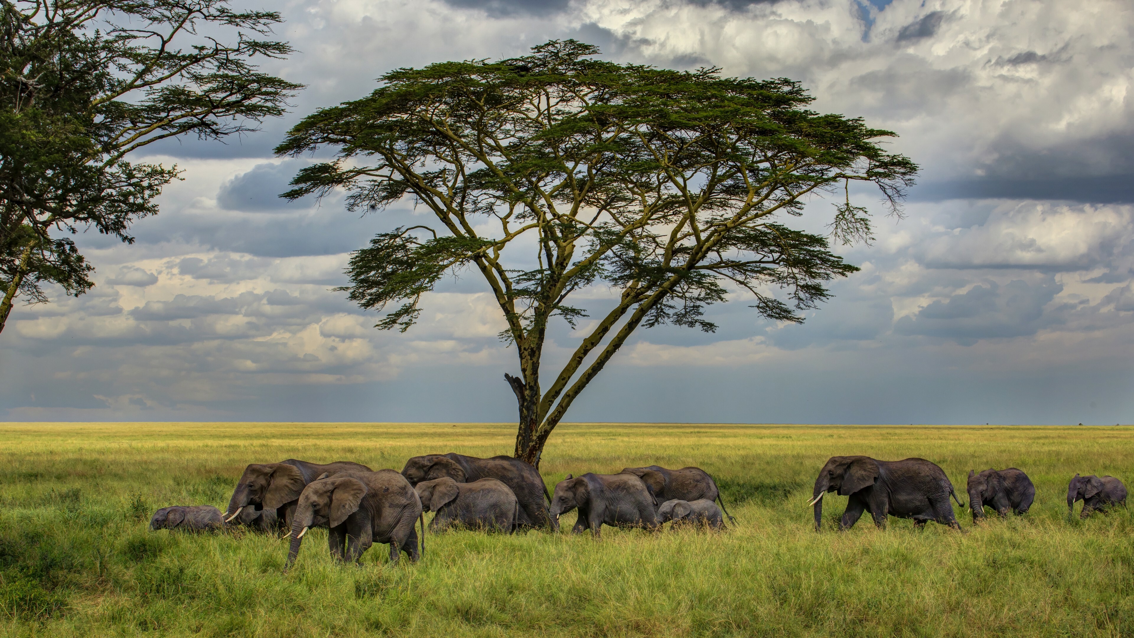 Elephant in savannah, Atmospheric clouds, Tree silhouette, Majestic beauty, 3840x2160 4K Desktop