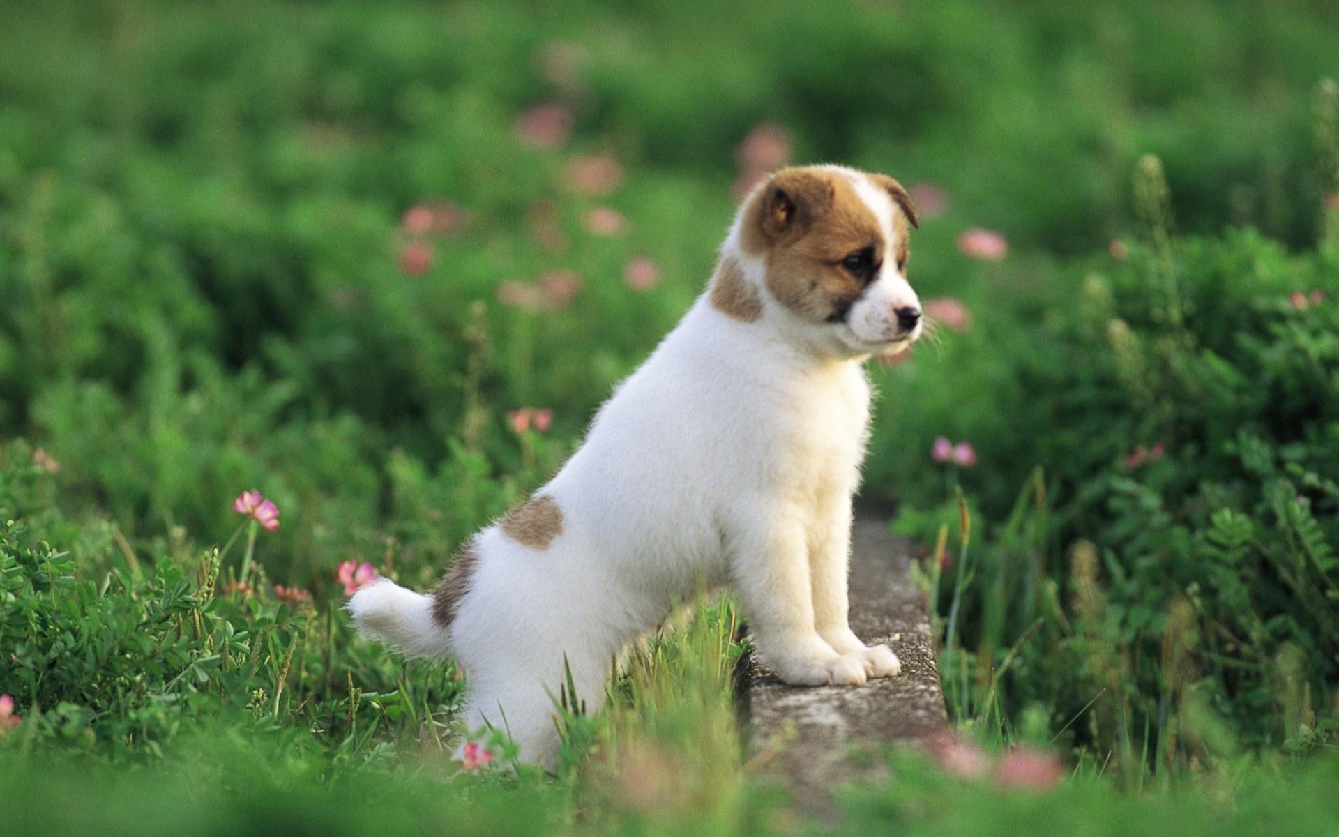 Pretty dog wallpaper, Puppies, Funny pet, 1920x1080, 1920x1200 HD Desktop