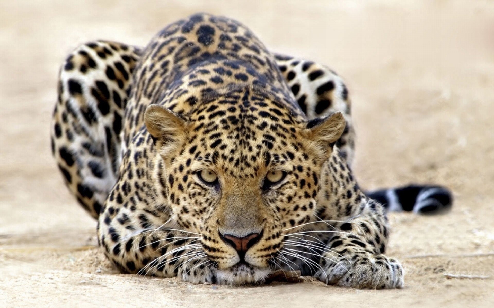 The Arabian, Leopards Wallpaper, 1920x1200 HD Desktop