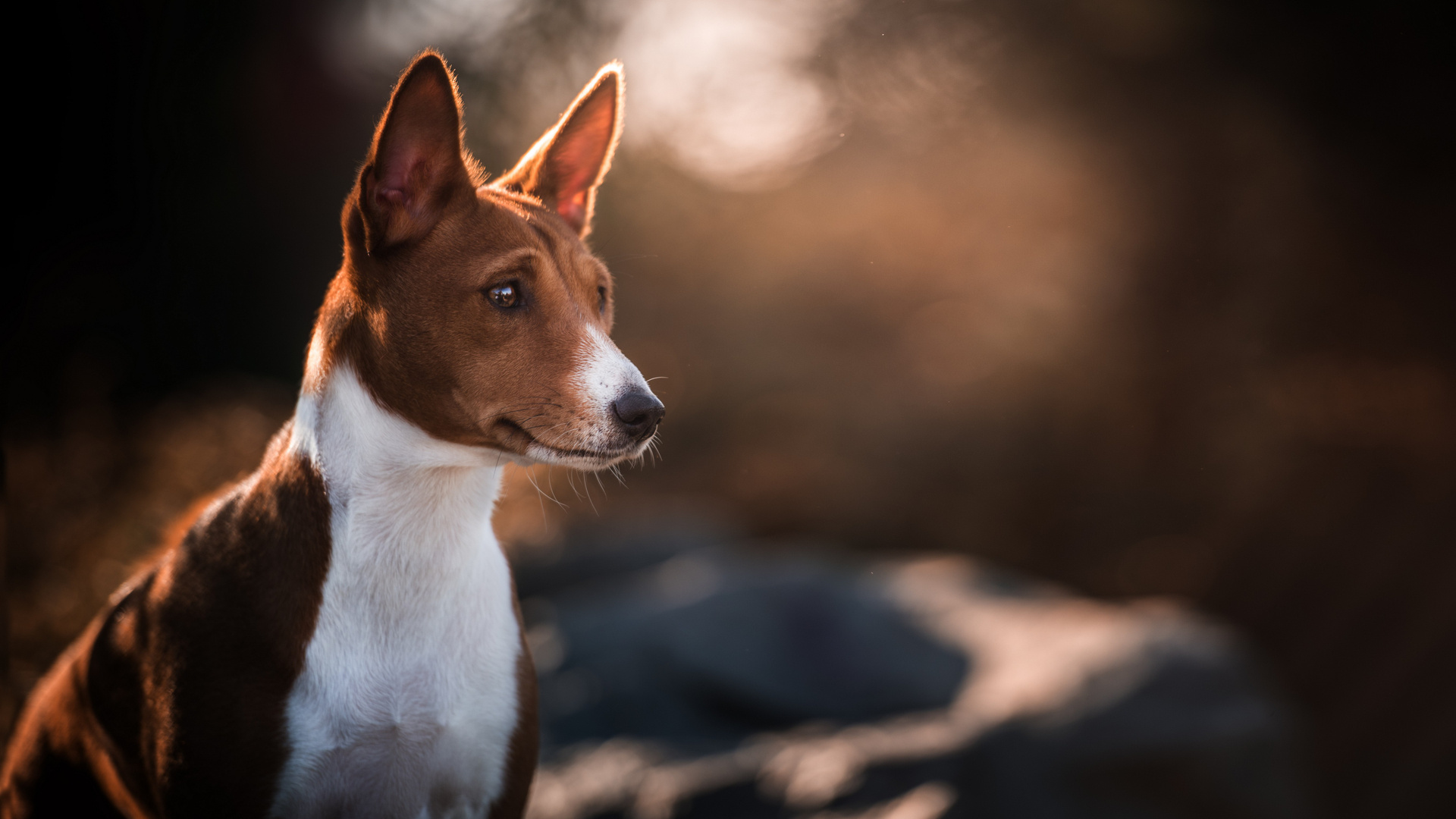 Basenji Dog, Smart and agile, Fox-like appearance, Active and energetic, 1920x1080 Full HD Desktop