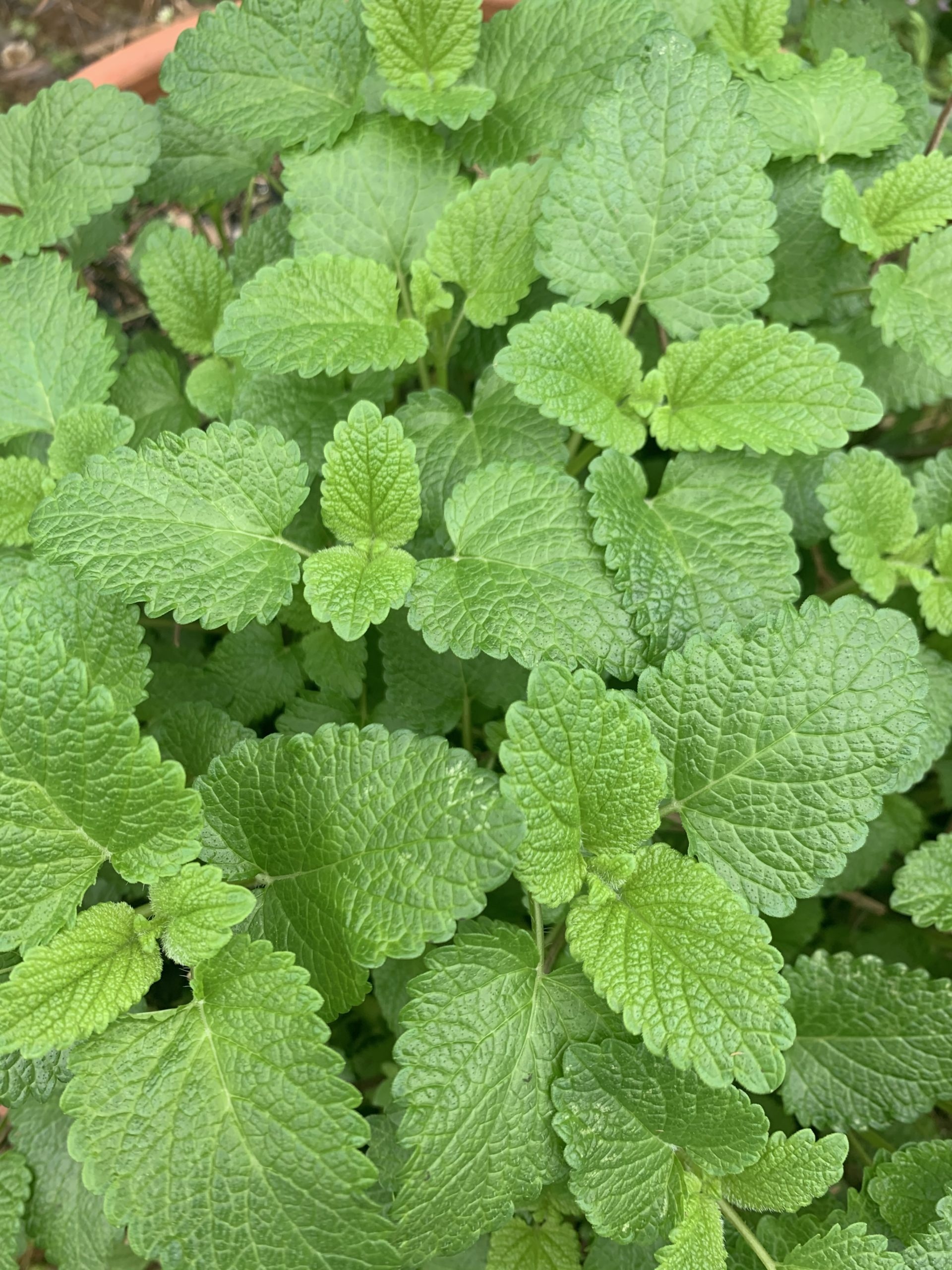 Lemon Balm online store, Lost Weekend Farms, Culinary ingredient, Herbal tea, 1920x2560 HD Phone