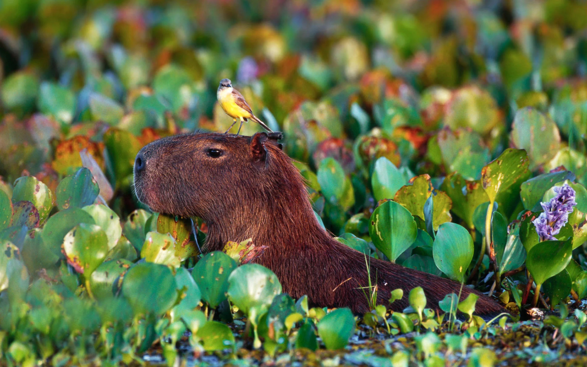 Cattle tyrant, Capybaras Wallpaper, 1920x1200 HD Desktop