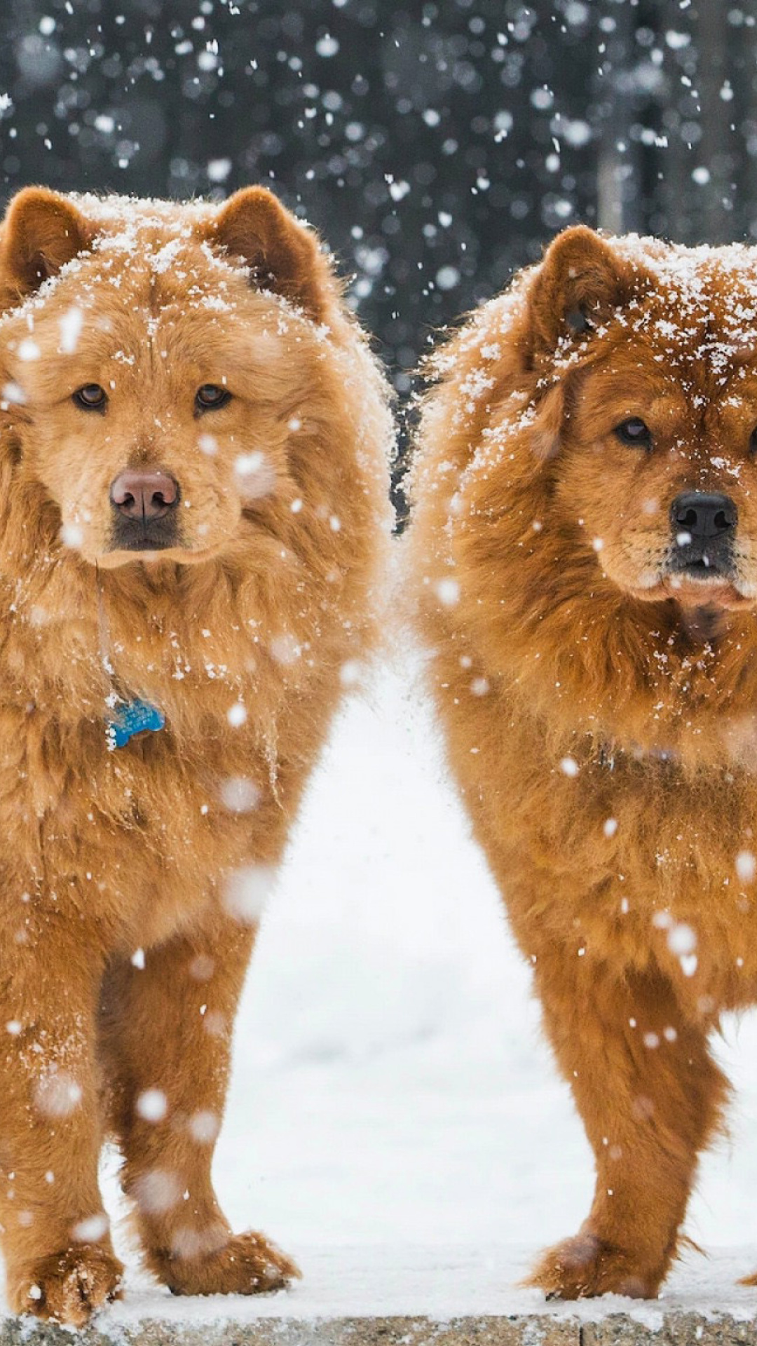 Chow Chow dogs wallpaper, iPhone 8 Plus, Phone background, 1080x1920 Full HD Phone