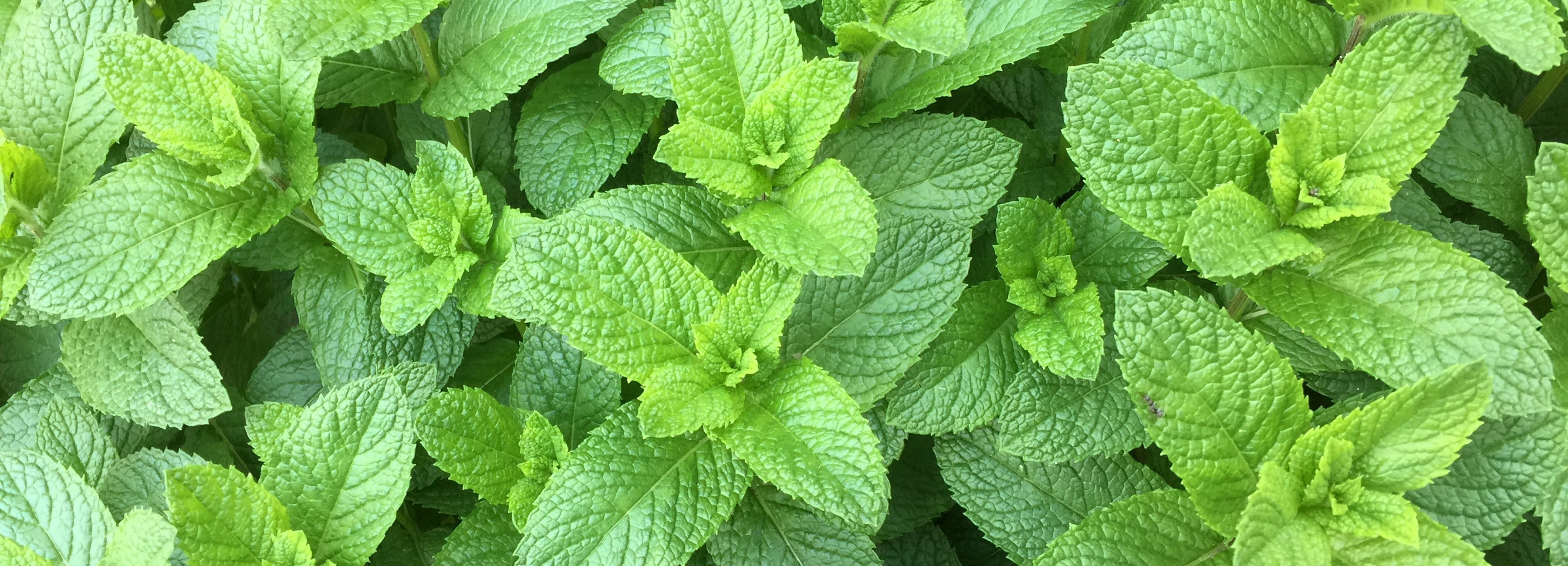 What is spearmint, Mentha spicata, Aromatic herb, Twinings tea, 3600x1300 Dual Screen Desktop