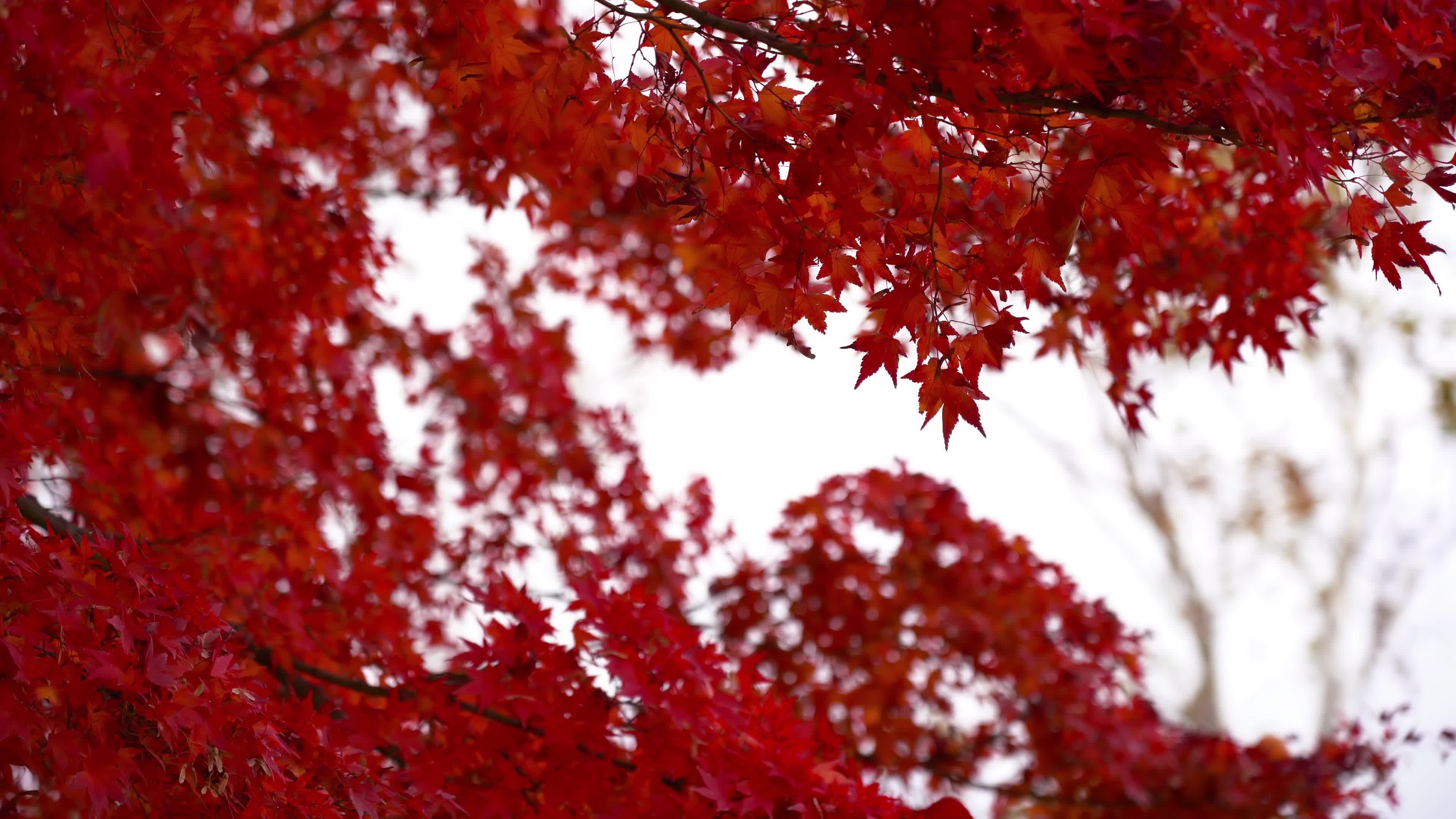 Red maple leaves, 1624021 stock video, Red maple leaves, Stock video, 3840x2160 4K Desktop