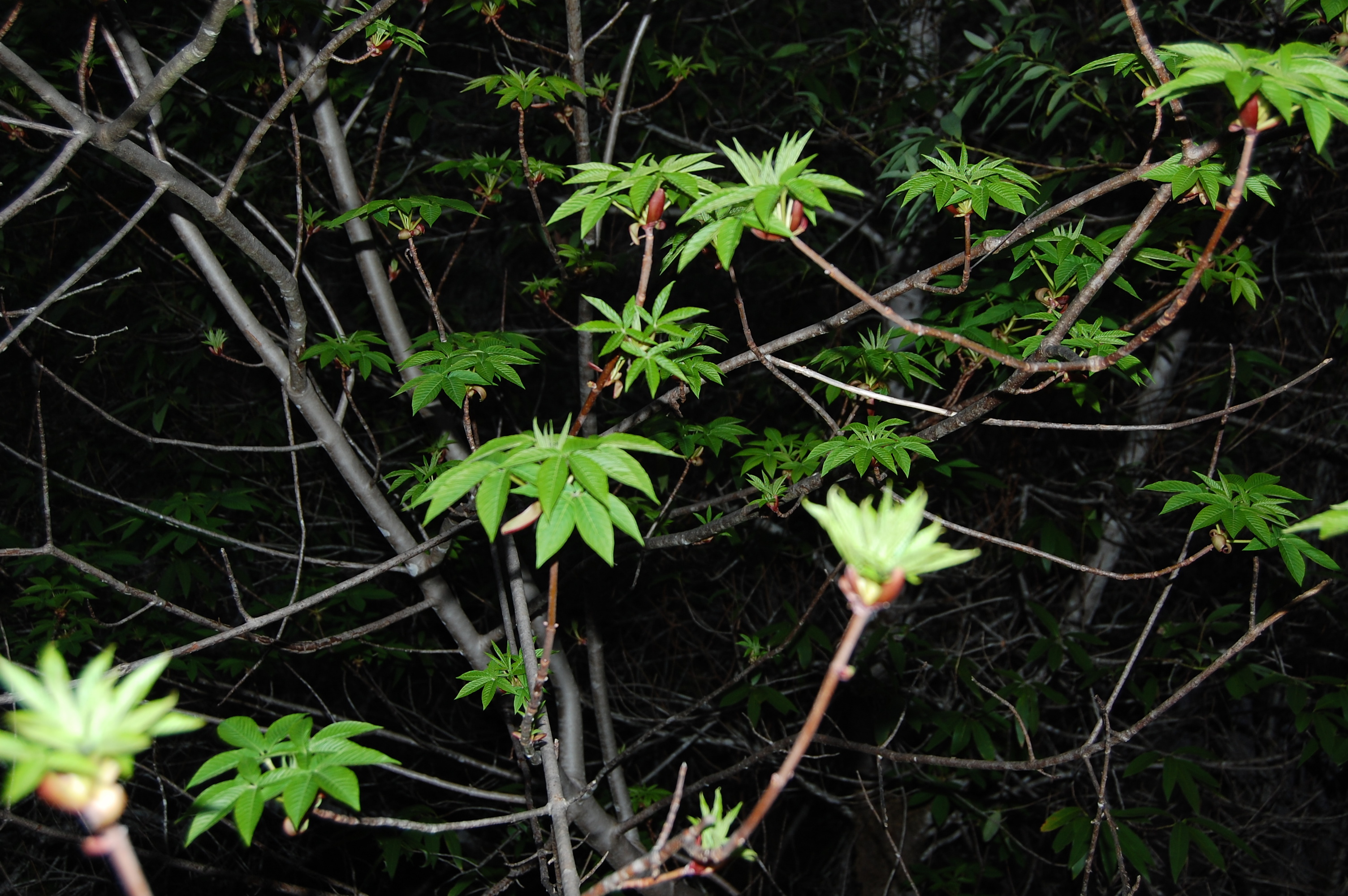 Buckeye Tree, Californian beauty, Friends of Gualala River, Seasonal charm, 3010x2000 HD Desktop