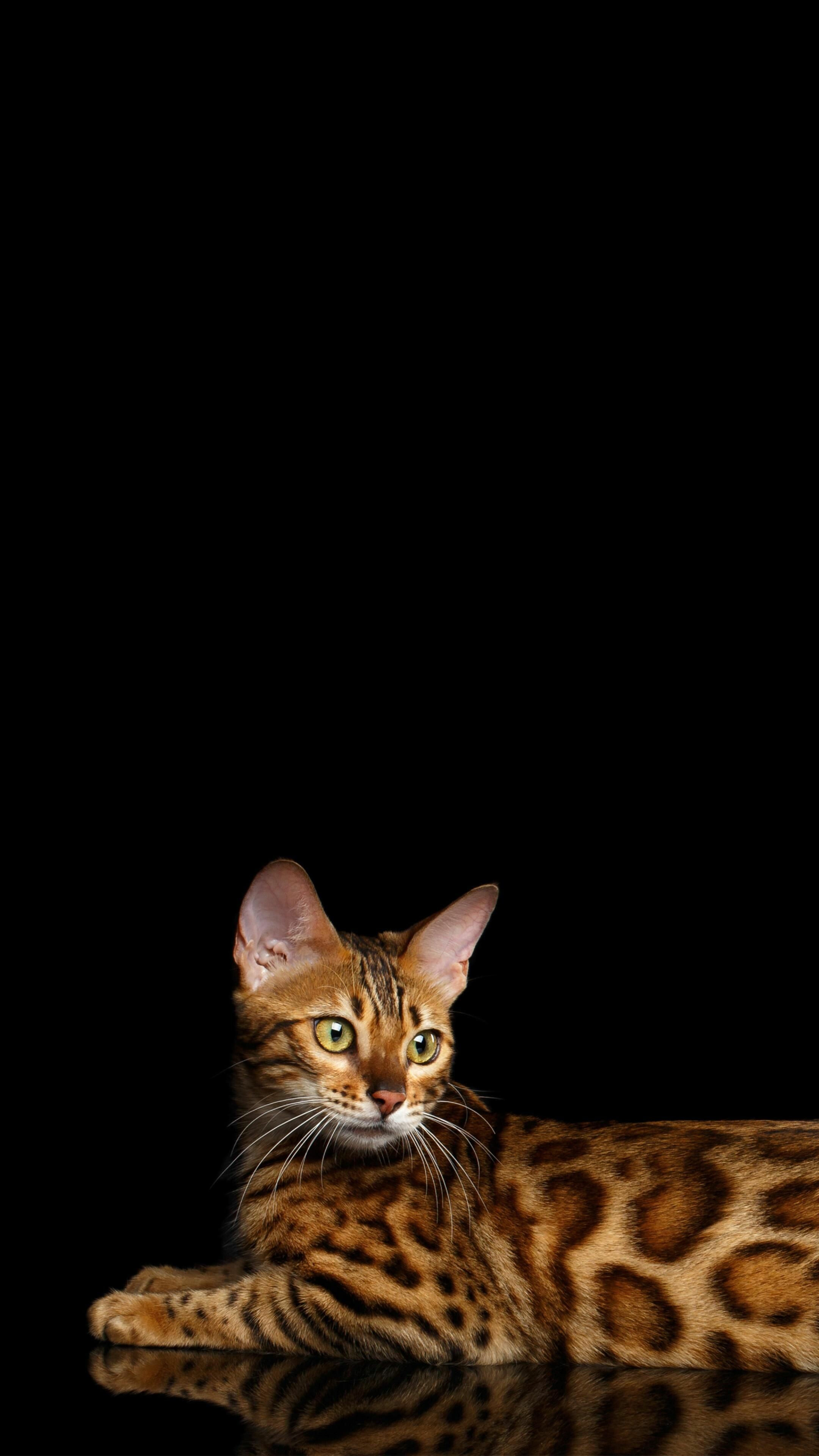 Brown, Bengal Cats Wallpaper, 2160x3840 4K Phone