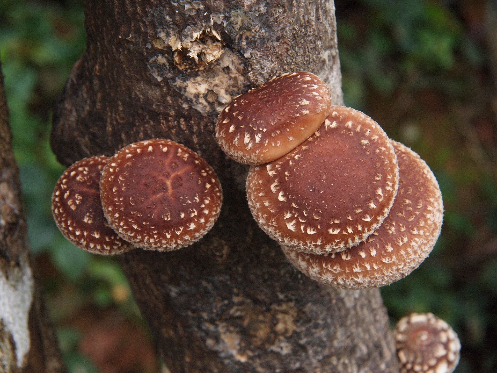 Letter from the farm, Sustainable, Seeking, Shiitake, 1920x1440 HD Desktop