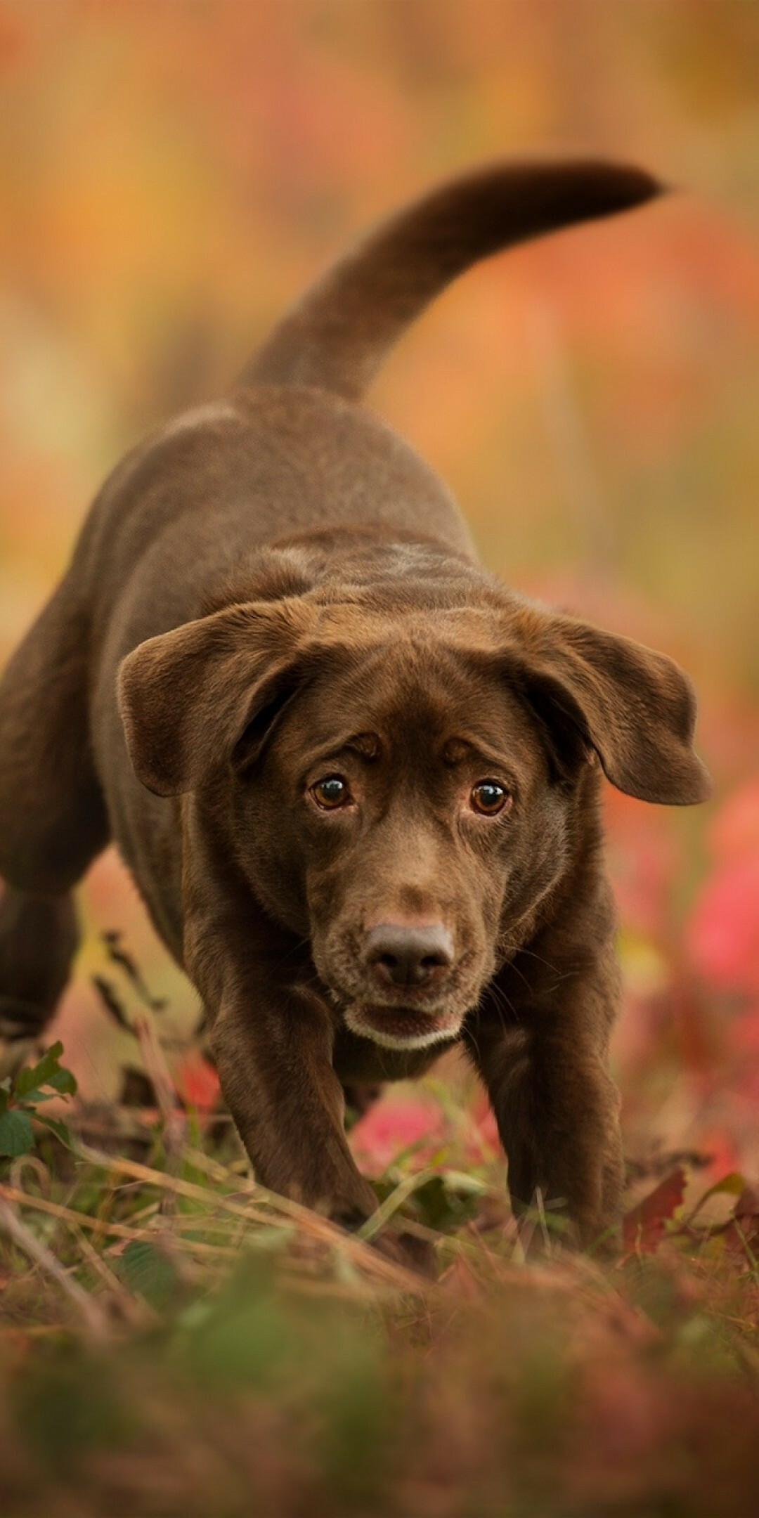 Playful, Labrador Retrievers Wallpaper, 1080x2160 HD Phone