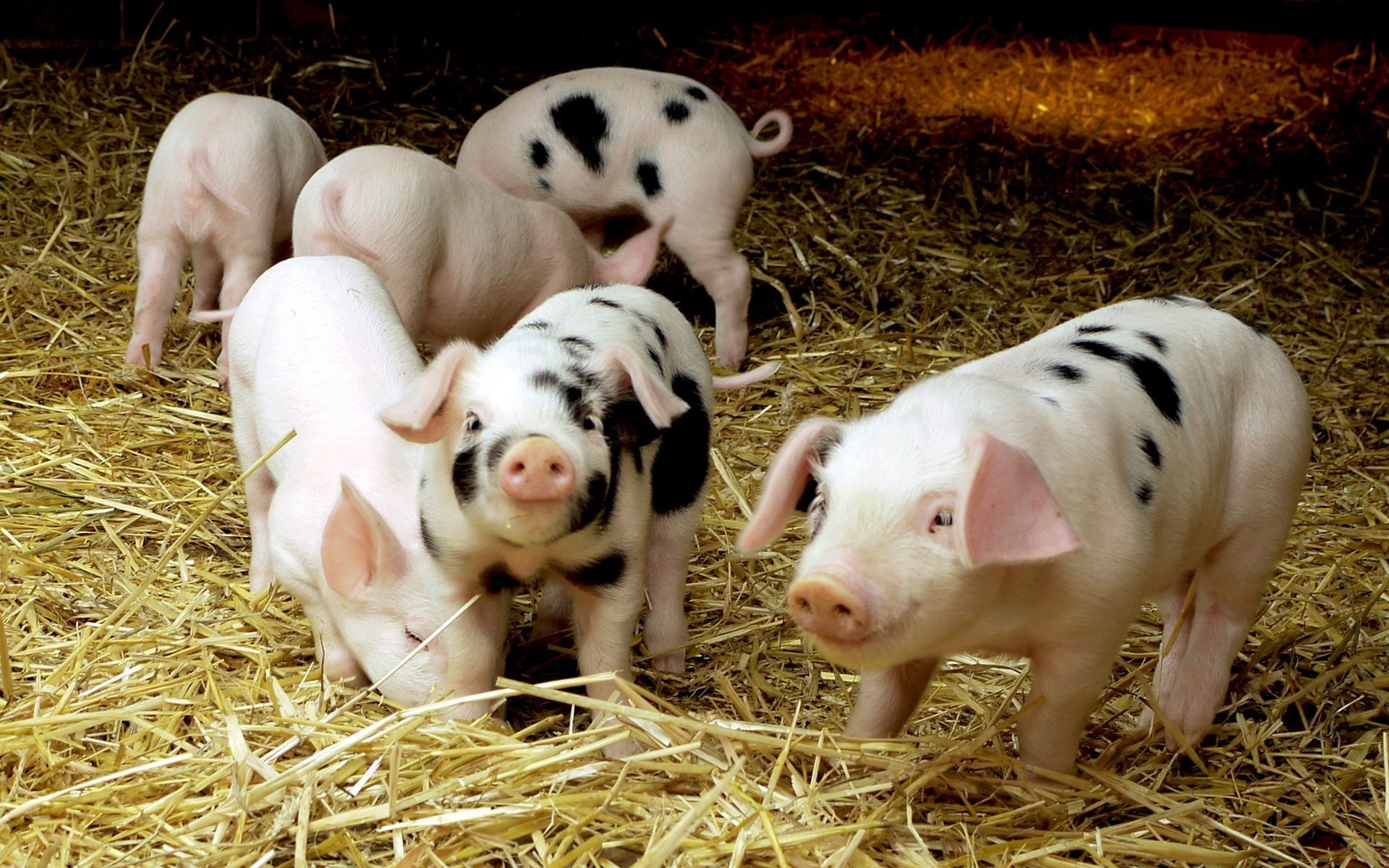 Download pig wallpapers, Farm animal love, Snouts and oinks, Joyful adorableness, 1920x1200 HD Desktop