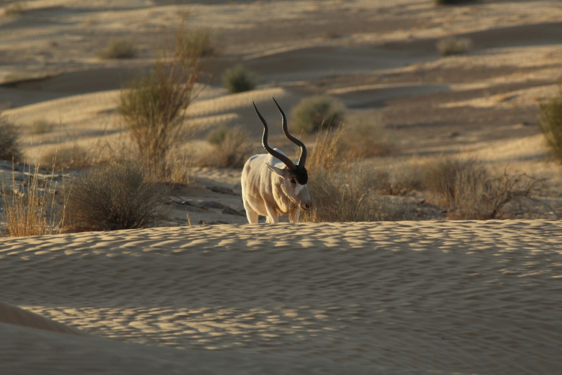 Addax, Marwell zoo, Visit, Nasomaculatus, 1920x1280 HD Desktop