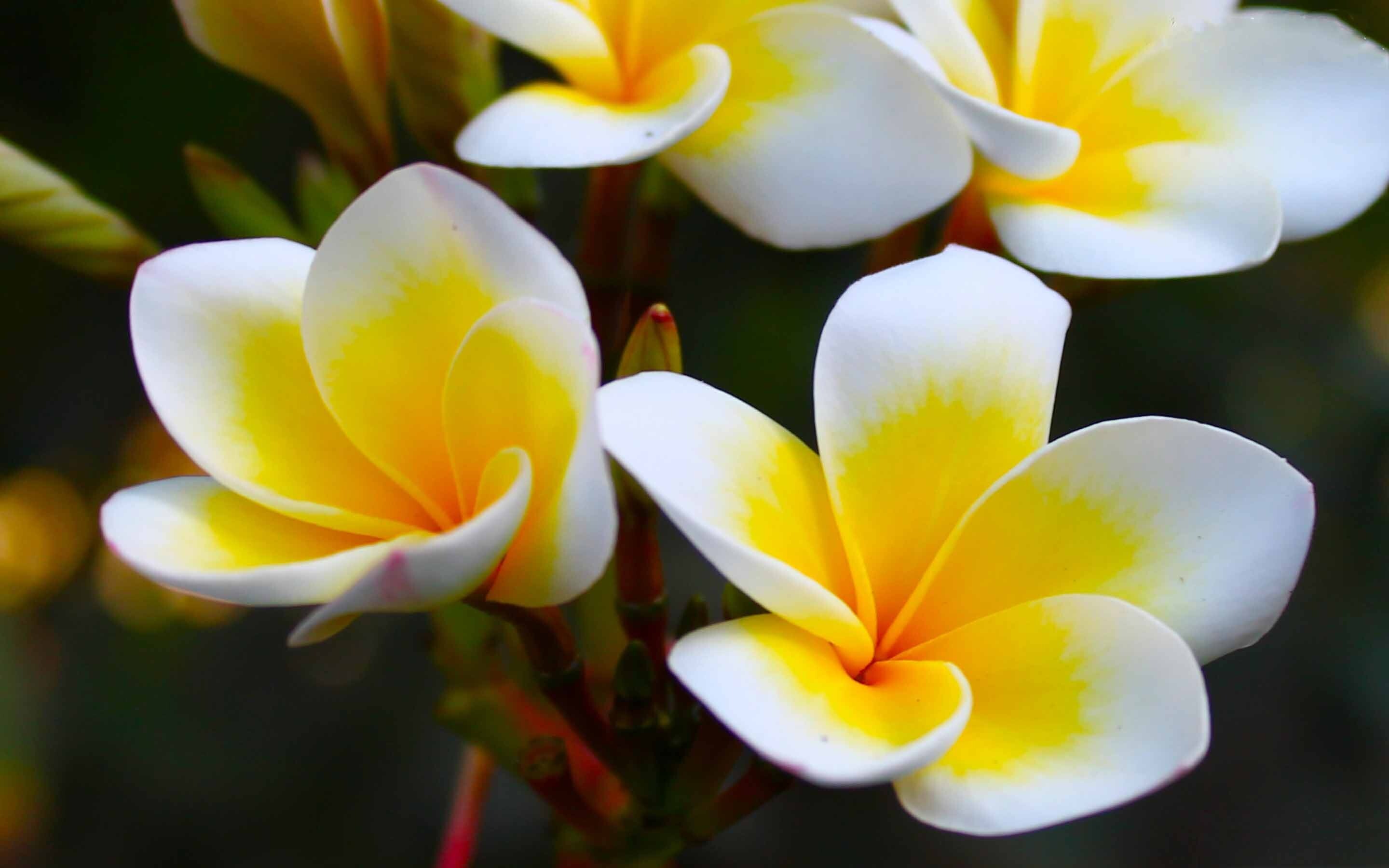 Frangipani yellow wallpaper, MacBook Air beauty, Stunning background, Scenic imagery, 2880x1800 HD Desktop