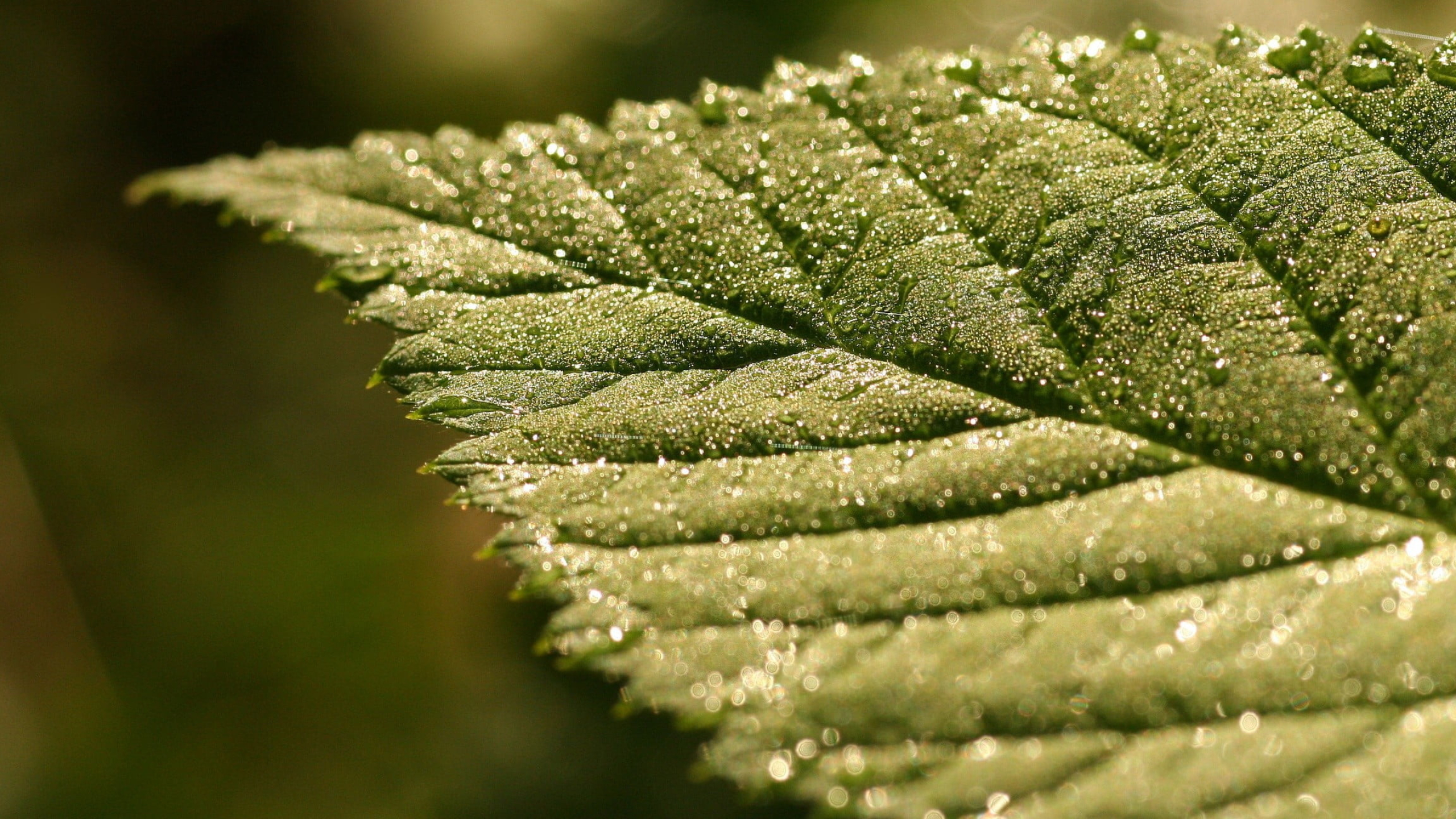 Green leaf nature, Beautiful leaves, Vibrant plants, HD wallpaper, 2560x1440 HD Desktop