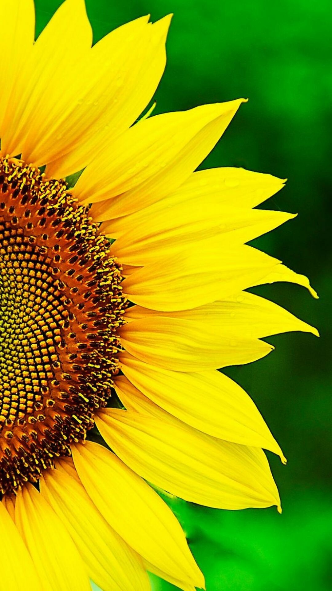 Sunflower wallpaper, Radiant yellow, Nature's beauty, Captivating bloom, 1080x1930 HD Phone