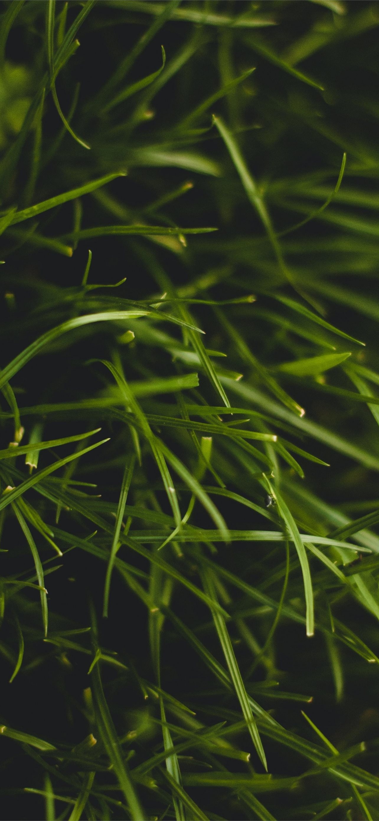 Grass threads, Plant macro, Samsung Galaxy S8, Free download, 1290x2780 HD Phone