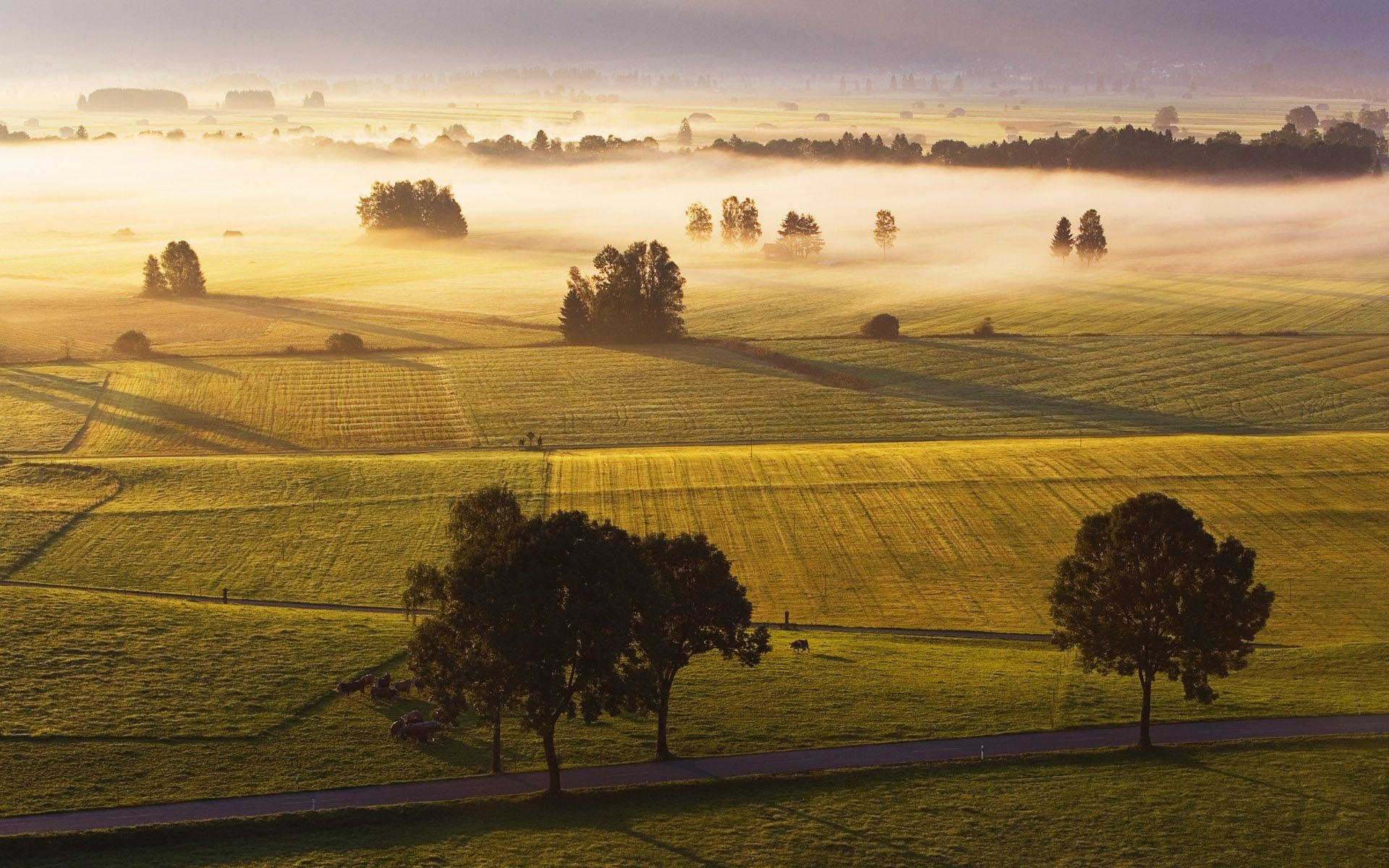 low-lying morning mist, sunlit rolling pastures, country road with trees, HD Desktop wallpaper