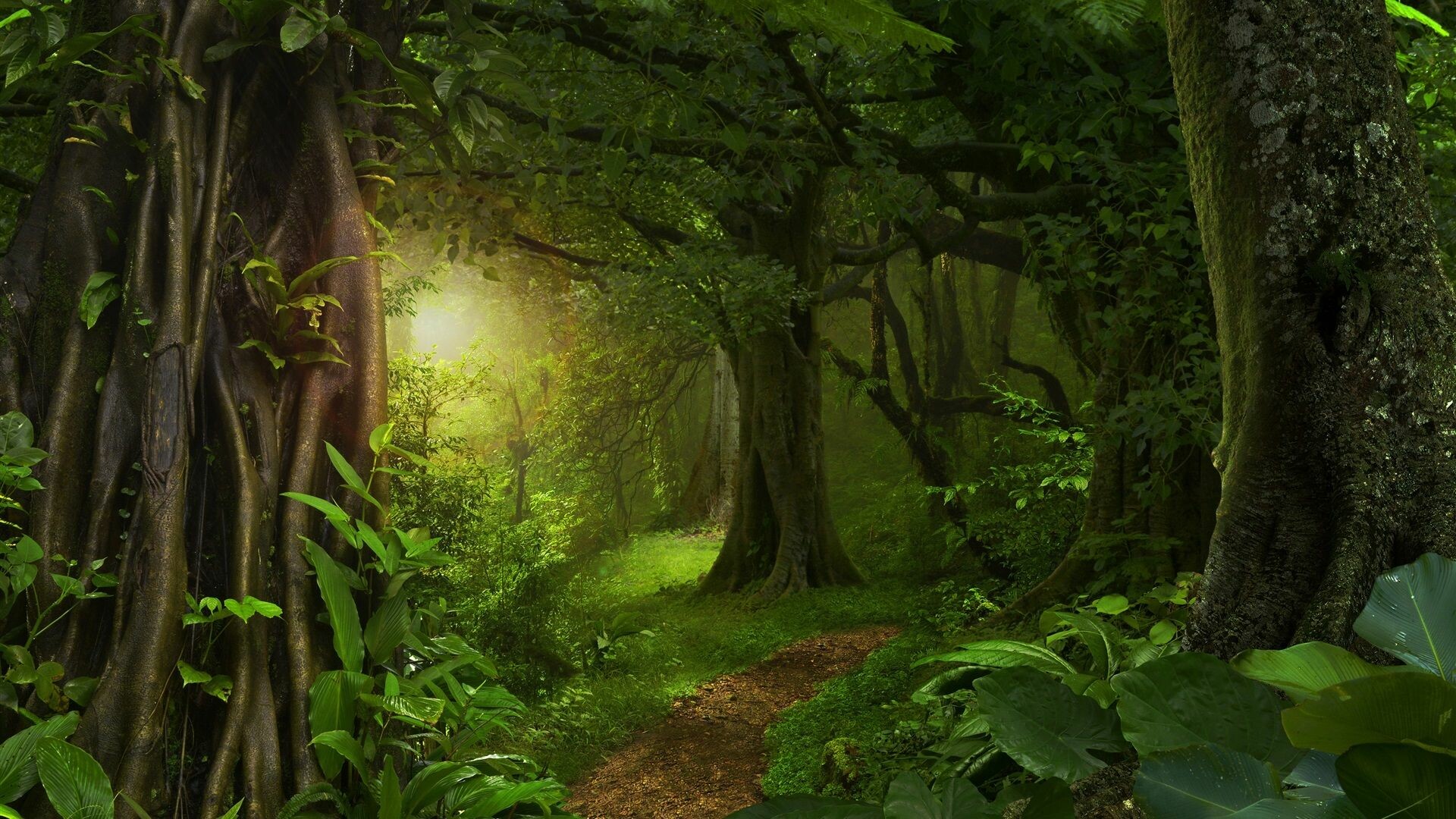 Majestic jungle trees, Enigmatic beauty, Exotic habitat, Nature's marvel, 1920x1080 Full HD Desktop